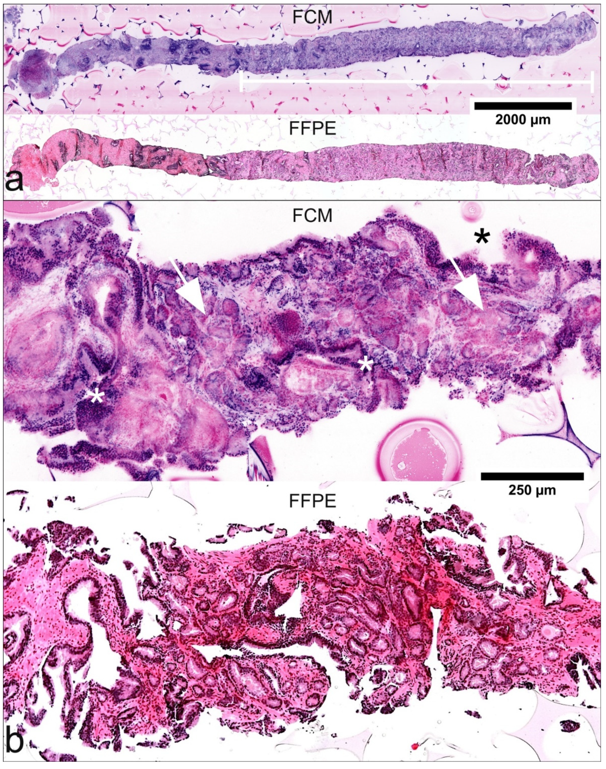 Cancers 13 05685 g001 Cancers 13 05685 g001