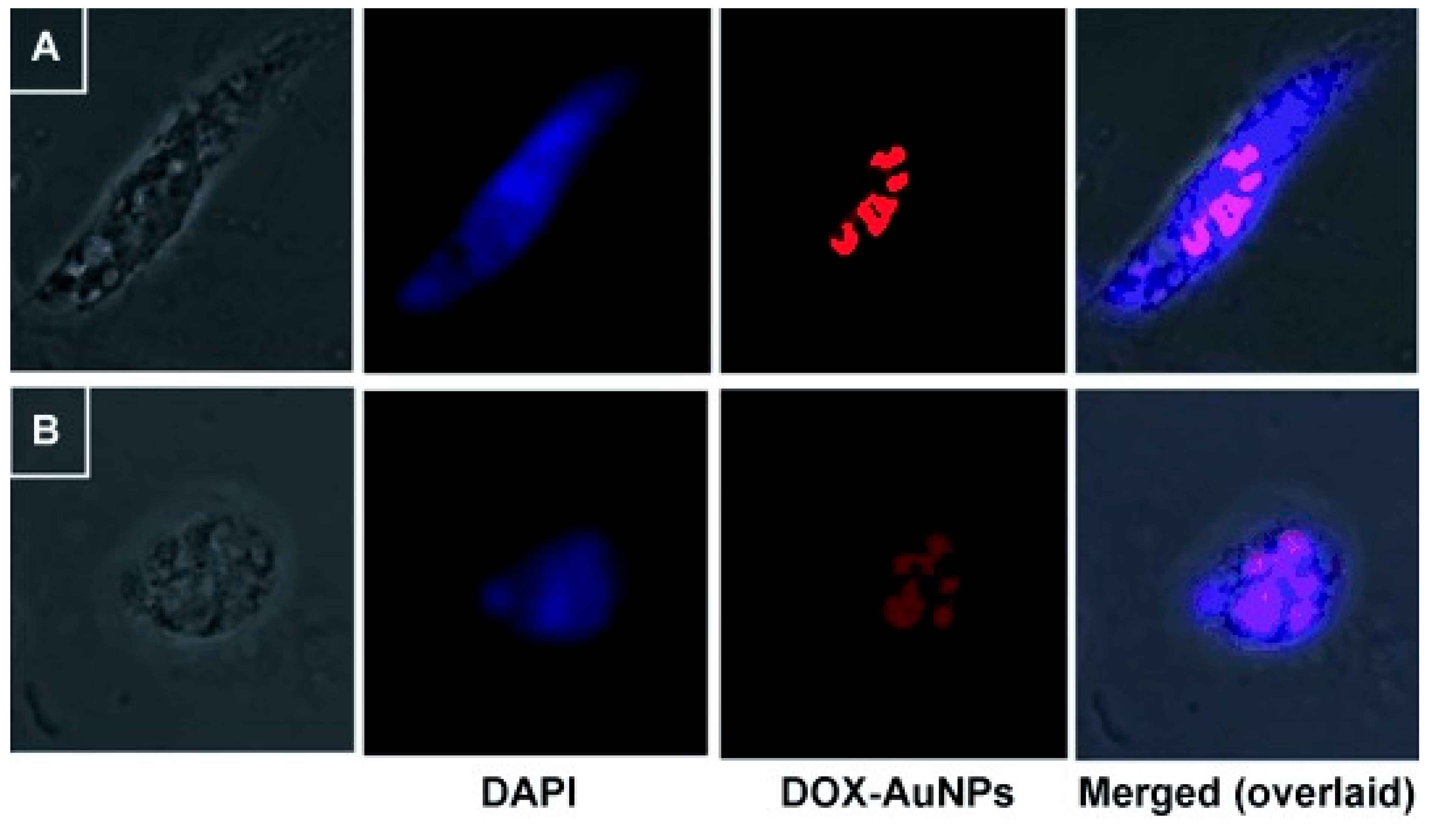 Cancers 13 05686 g002 550