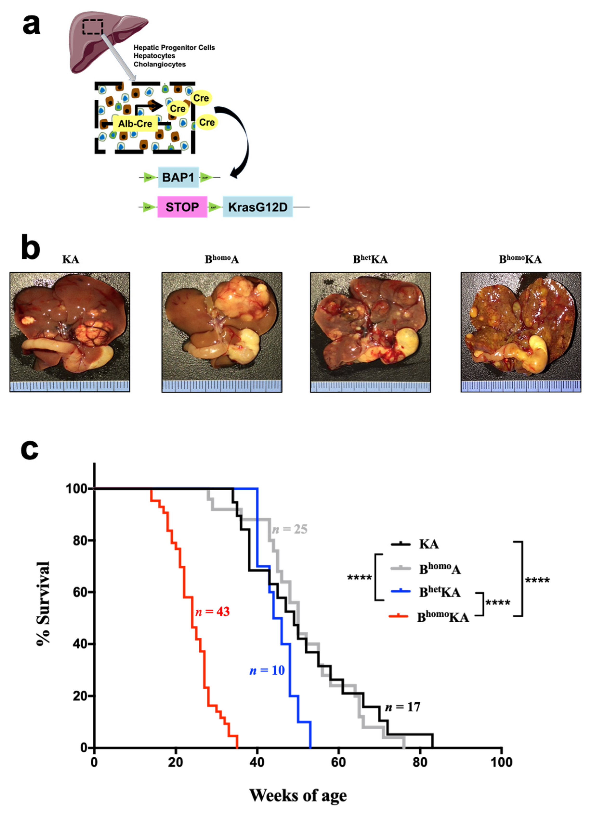 Cancers 13 05709 g001 550
