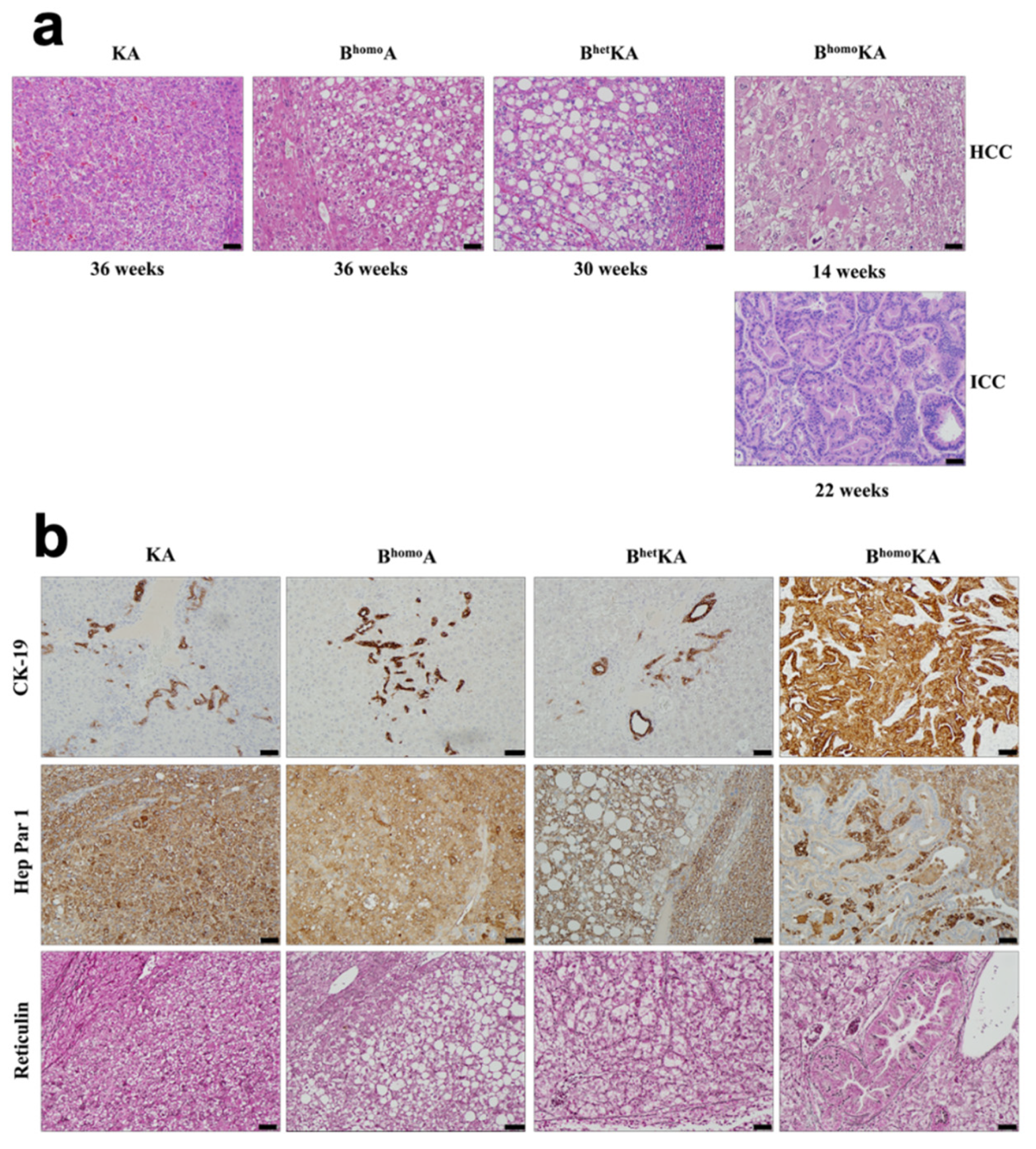 Cancers 13 05709 g002 550