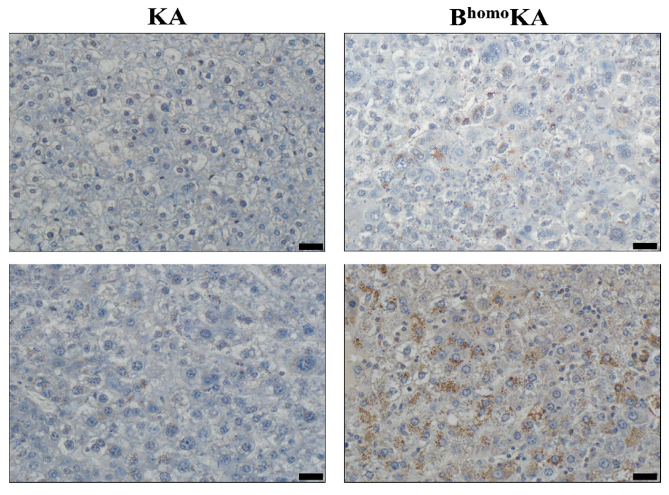 Cancers 13 05709 g004 550