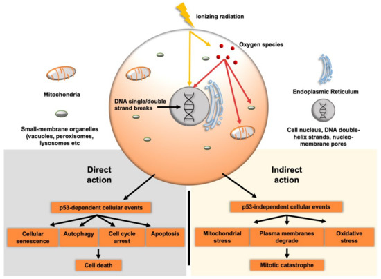サン 3D Breast Tumor Models for Radiobiology Applications