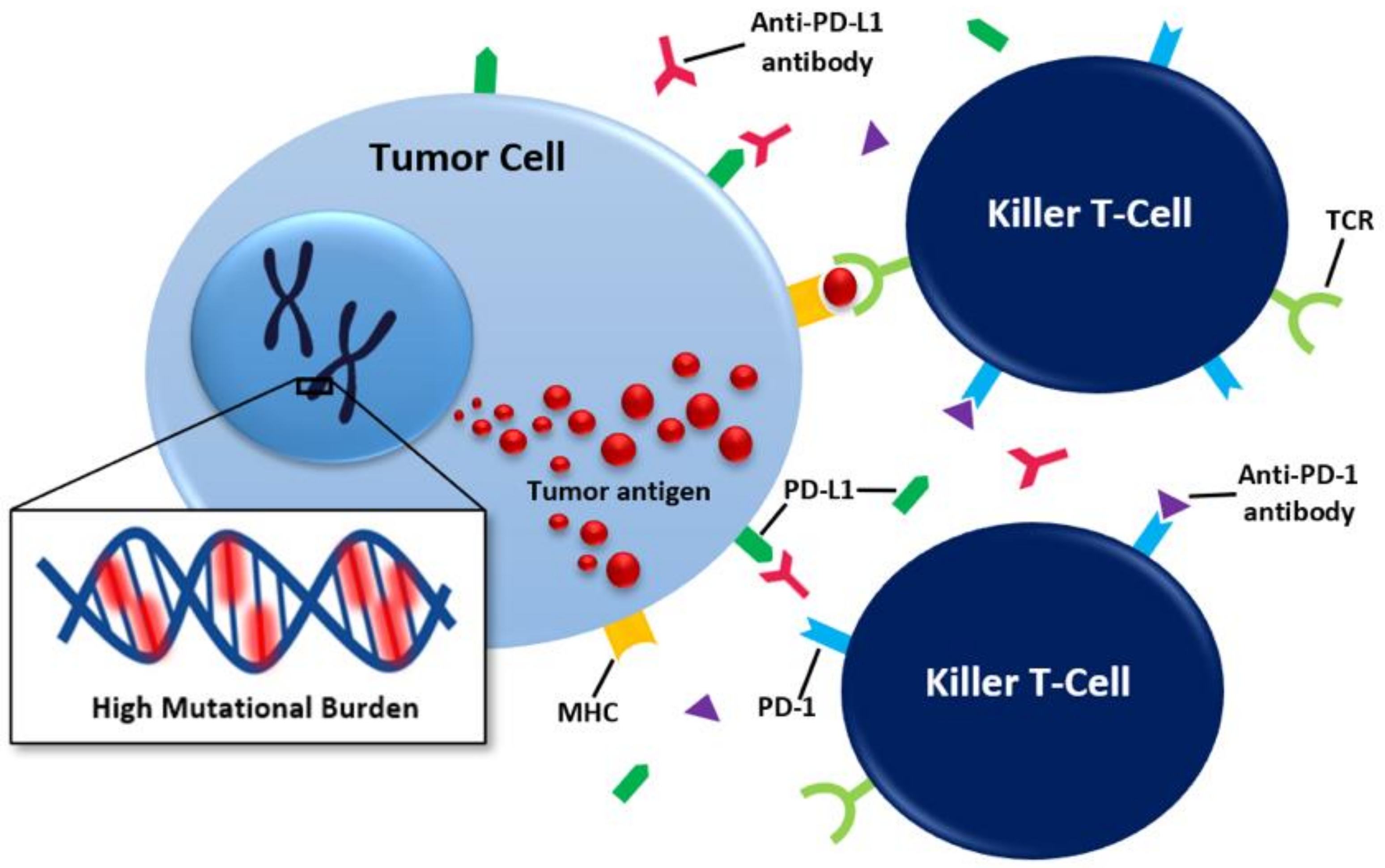 Cancers 13 05733 g001 550