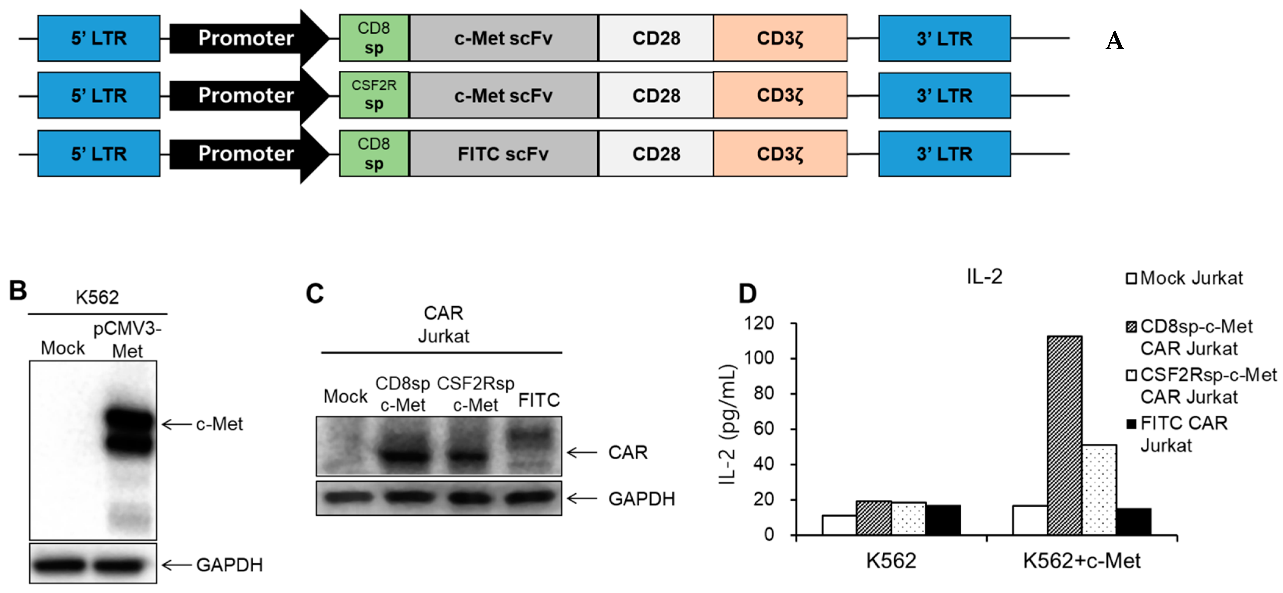 Cancers Free Full Text C Met Specific Chimeric Antigen Receptor T Cells Demonstrate Anti Tumor Effect In C Met Positive Gastric Cancer Html