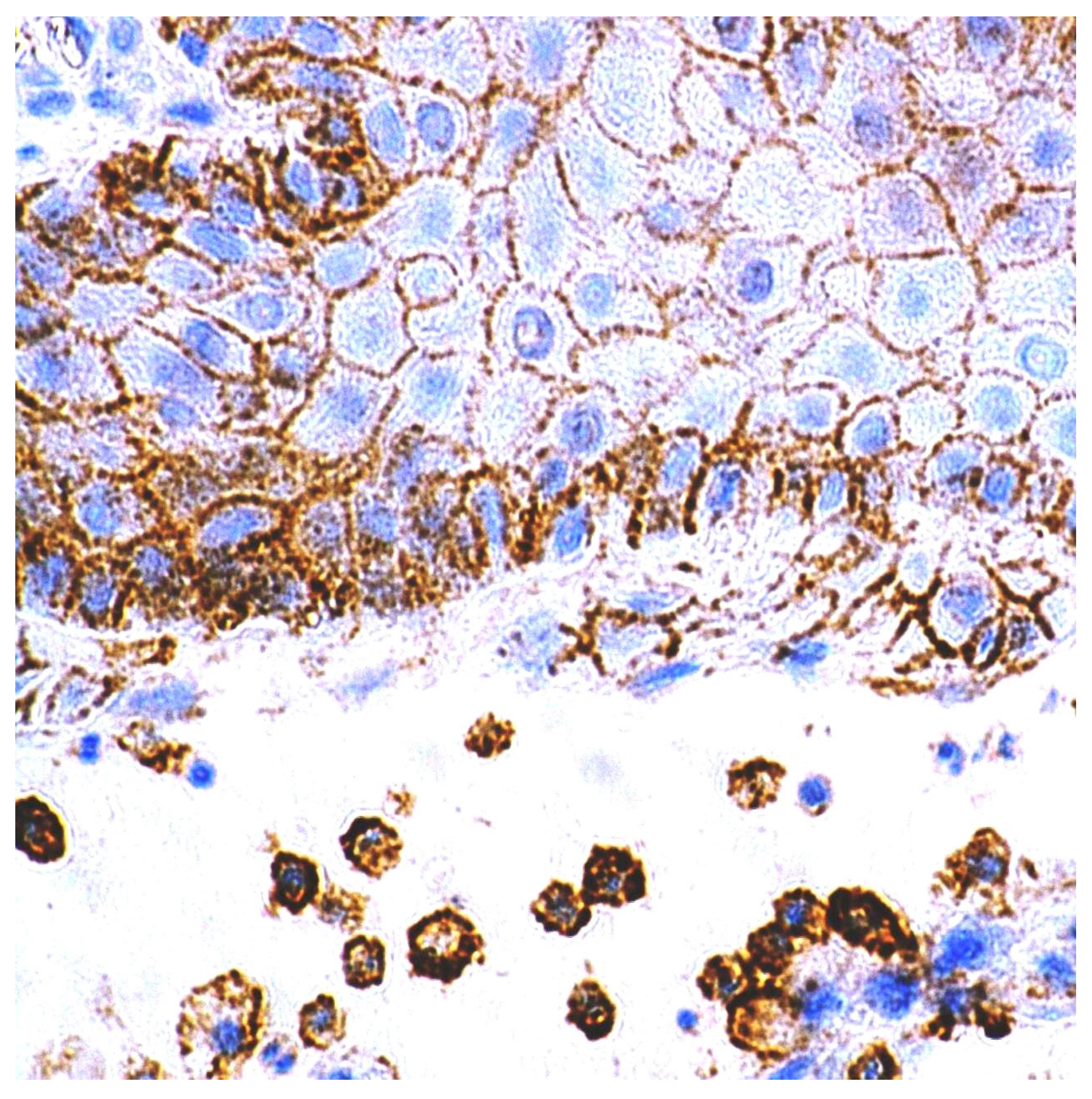 Cancers 13 05739 g006 550