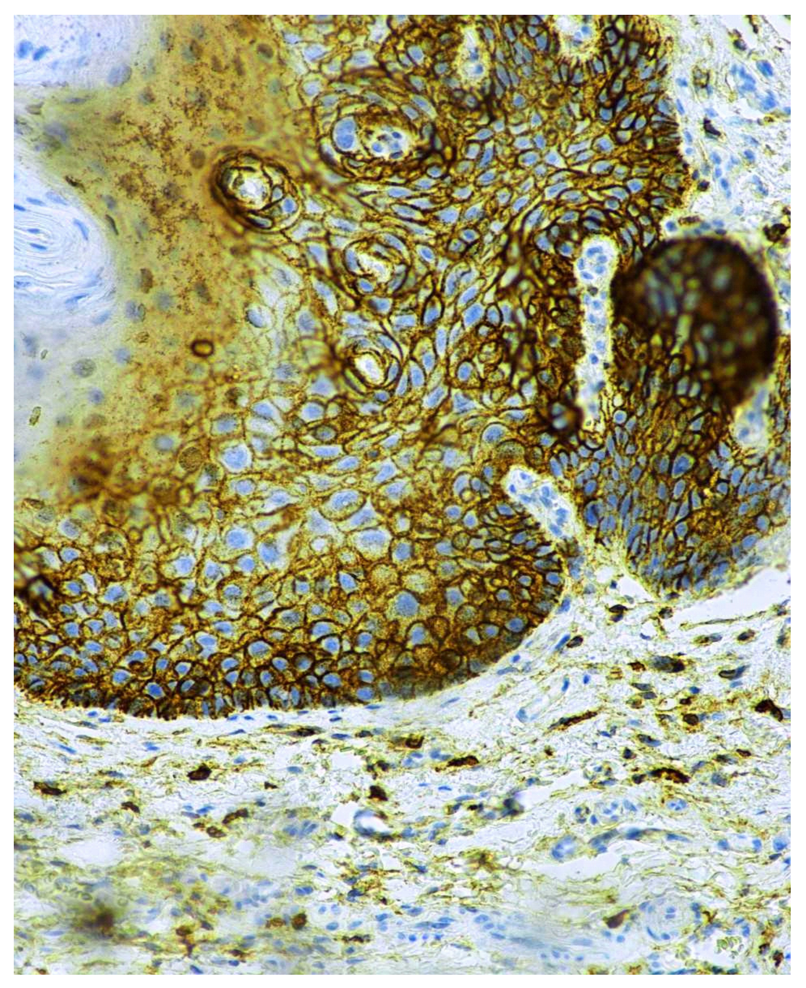 Cancers 13 05739 g008 550