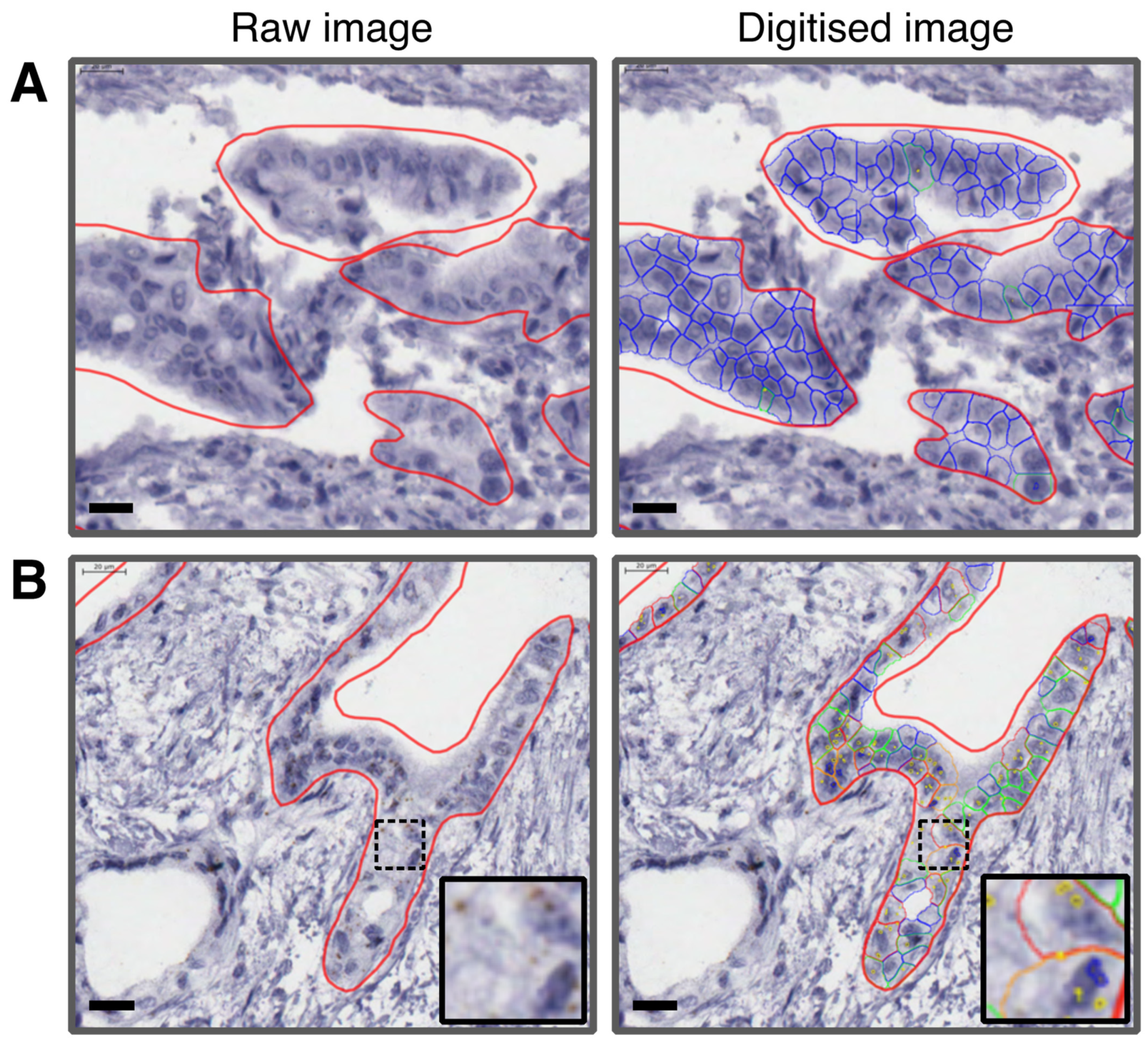 Cancers 13 05758 g001 Cancers 13 05758 g001