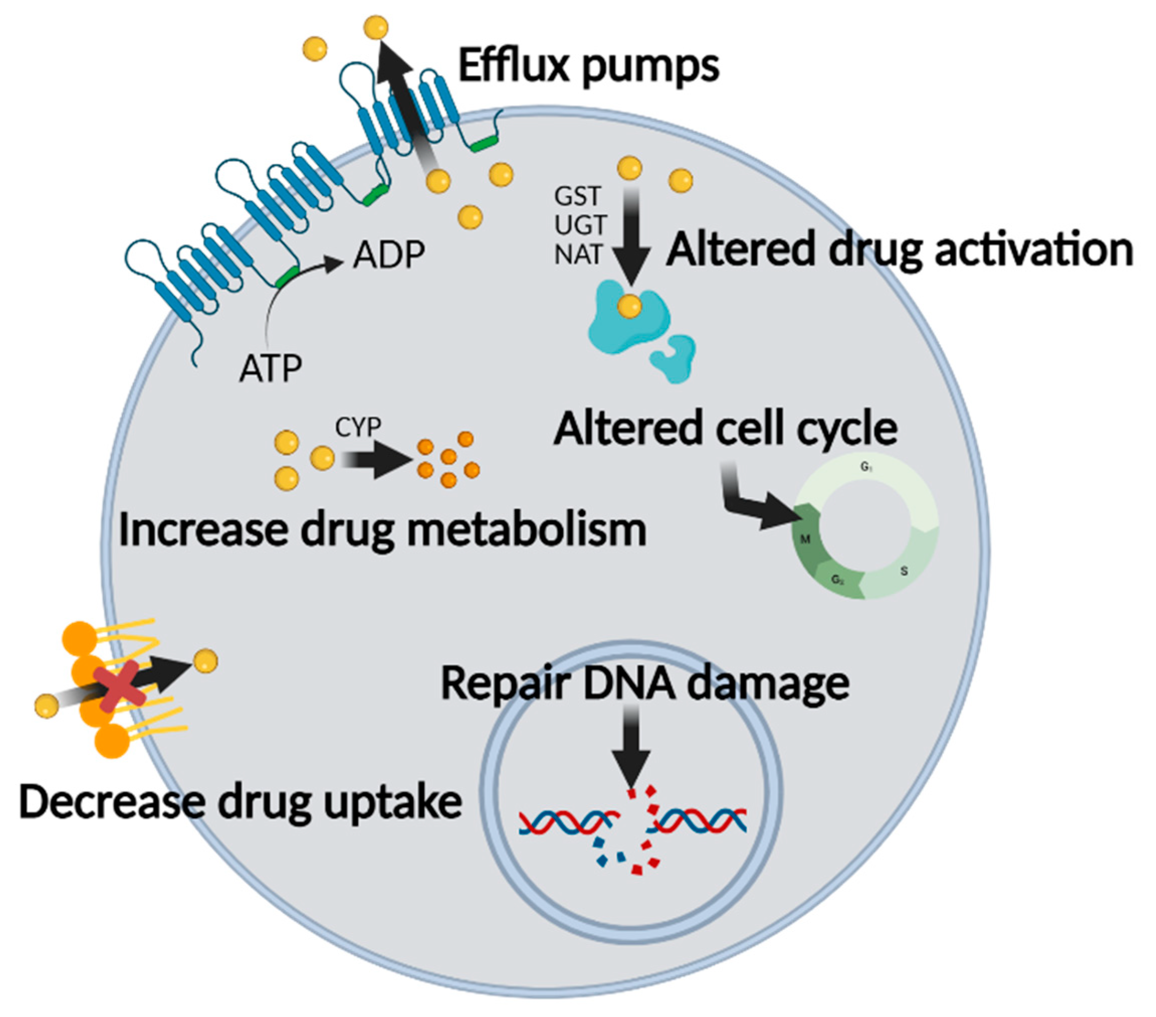 Cancers Free Full Text Glycyrrhizin As A Nitric Oxide Regulator In Cancer Chemotherapy Html
