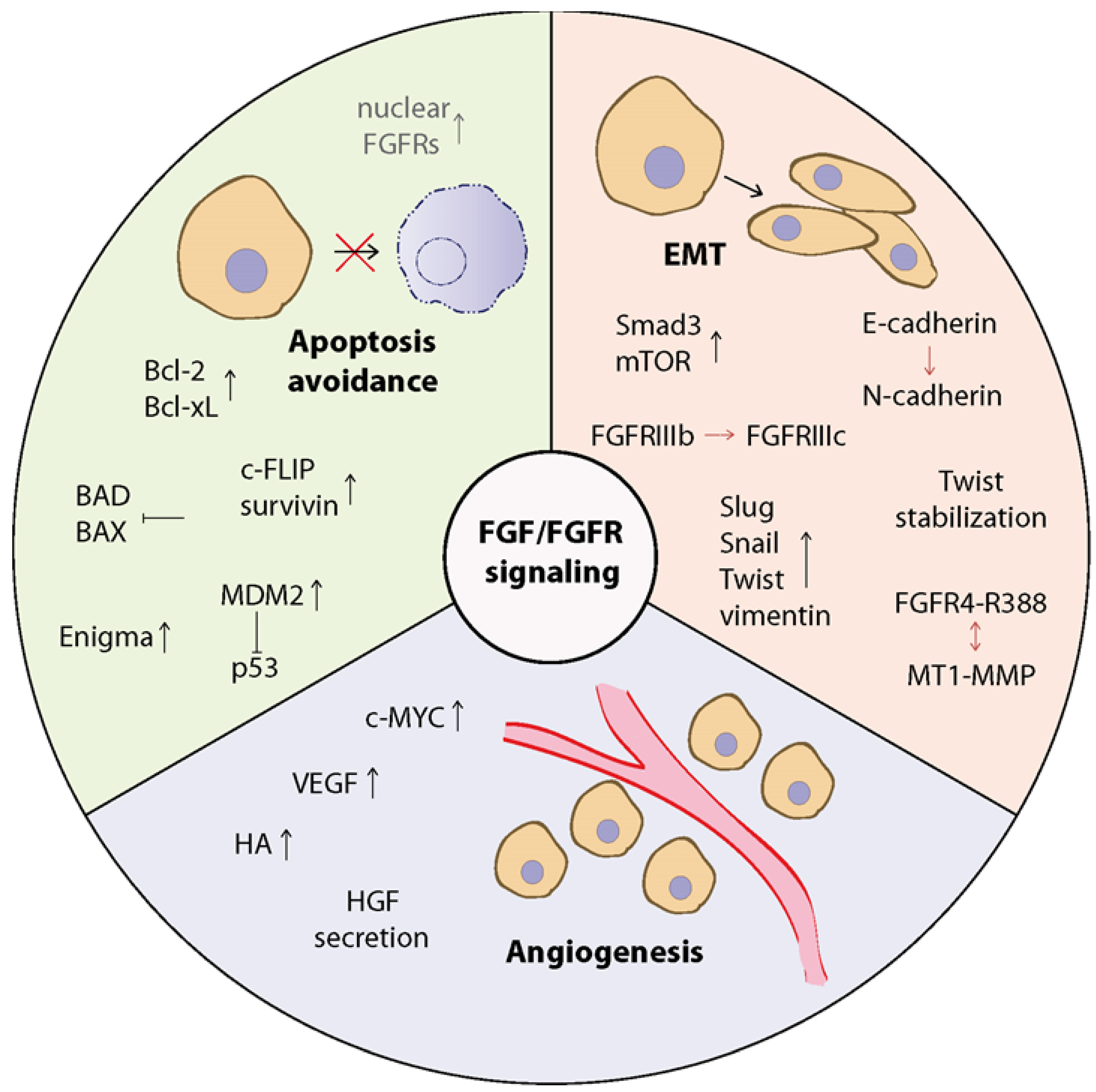 Cancers 13 05796 g003 Cancers 13 05796 g003