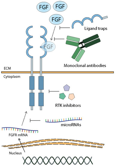 FGF/FGFR-Dependent Molecular Mechanisms Underlying Anti