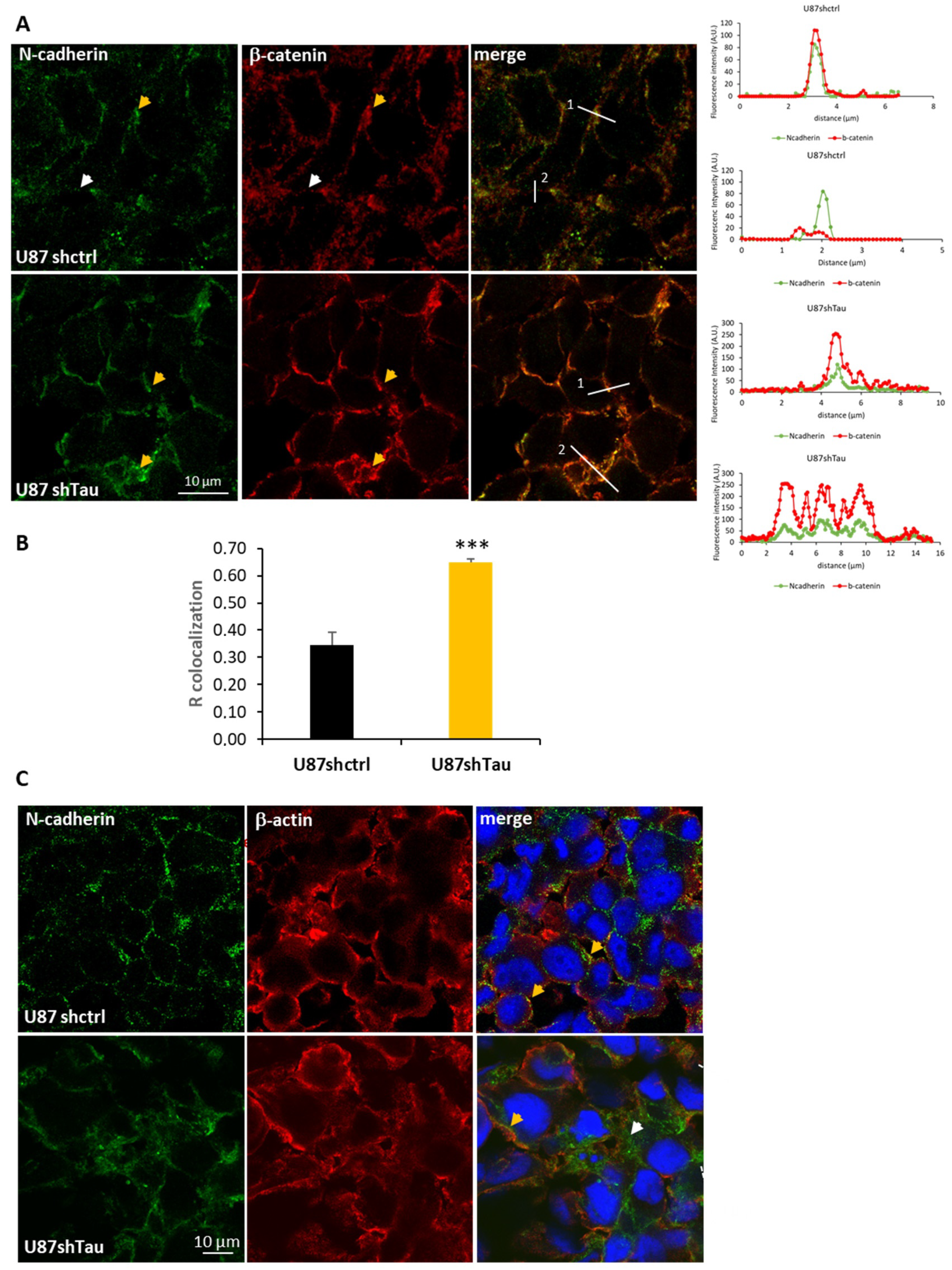 Cancers 13 05818 g005 550