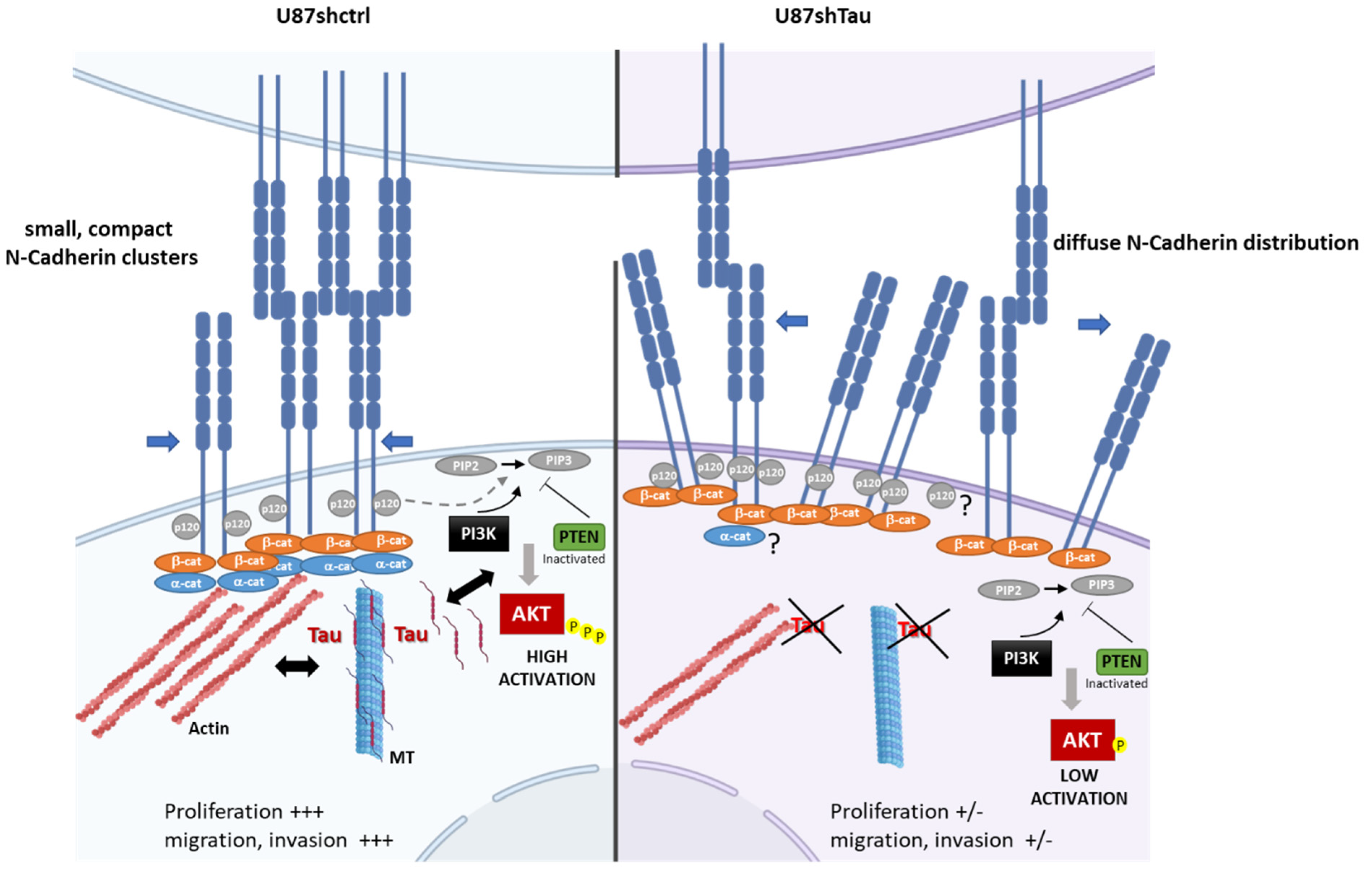 Cancers 13 05818 g008 550