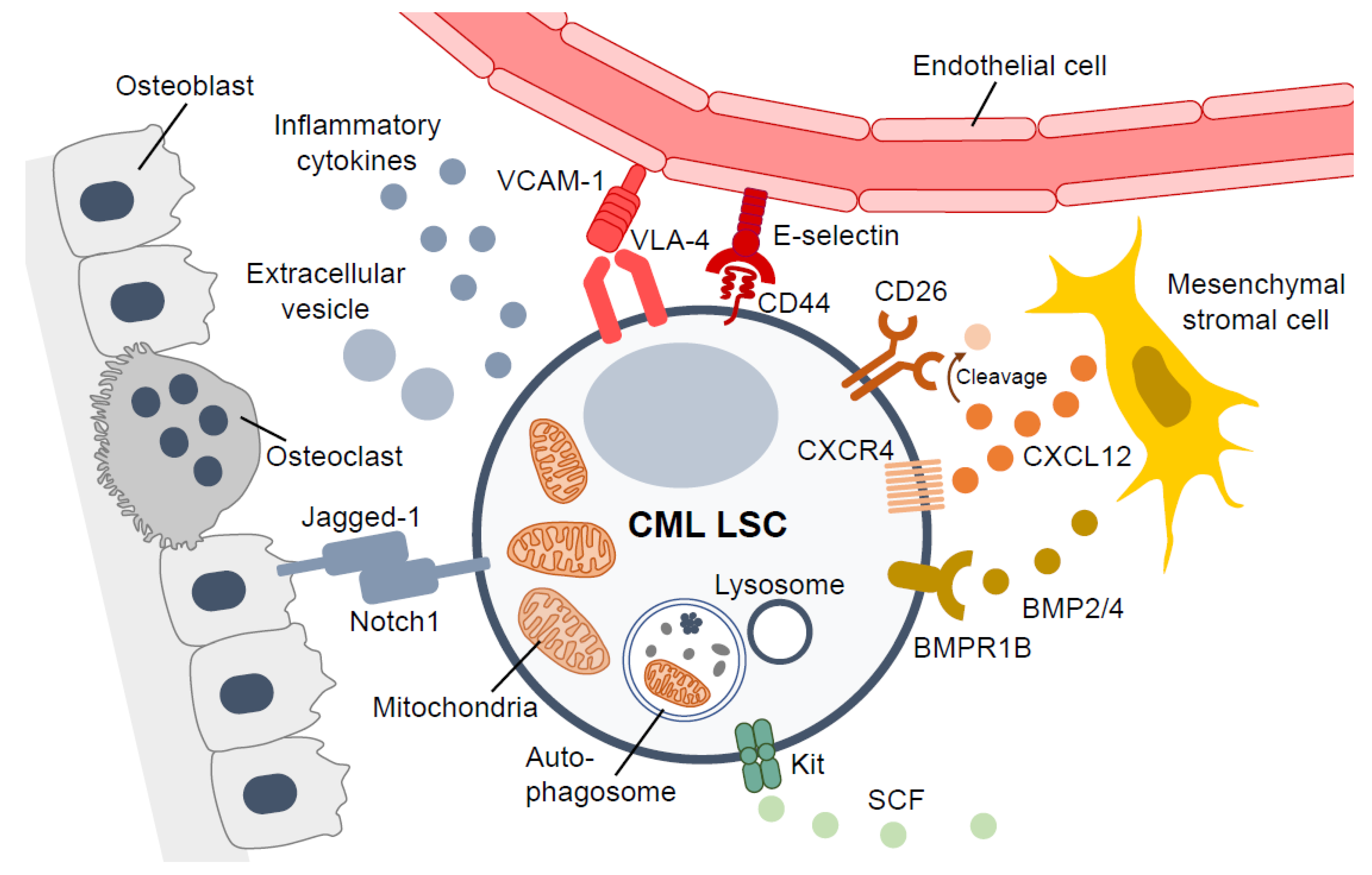 Cancers 13 05822 g001 Cancers 13 05822 g001