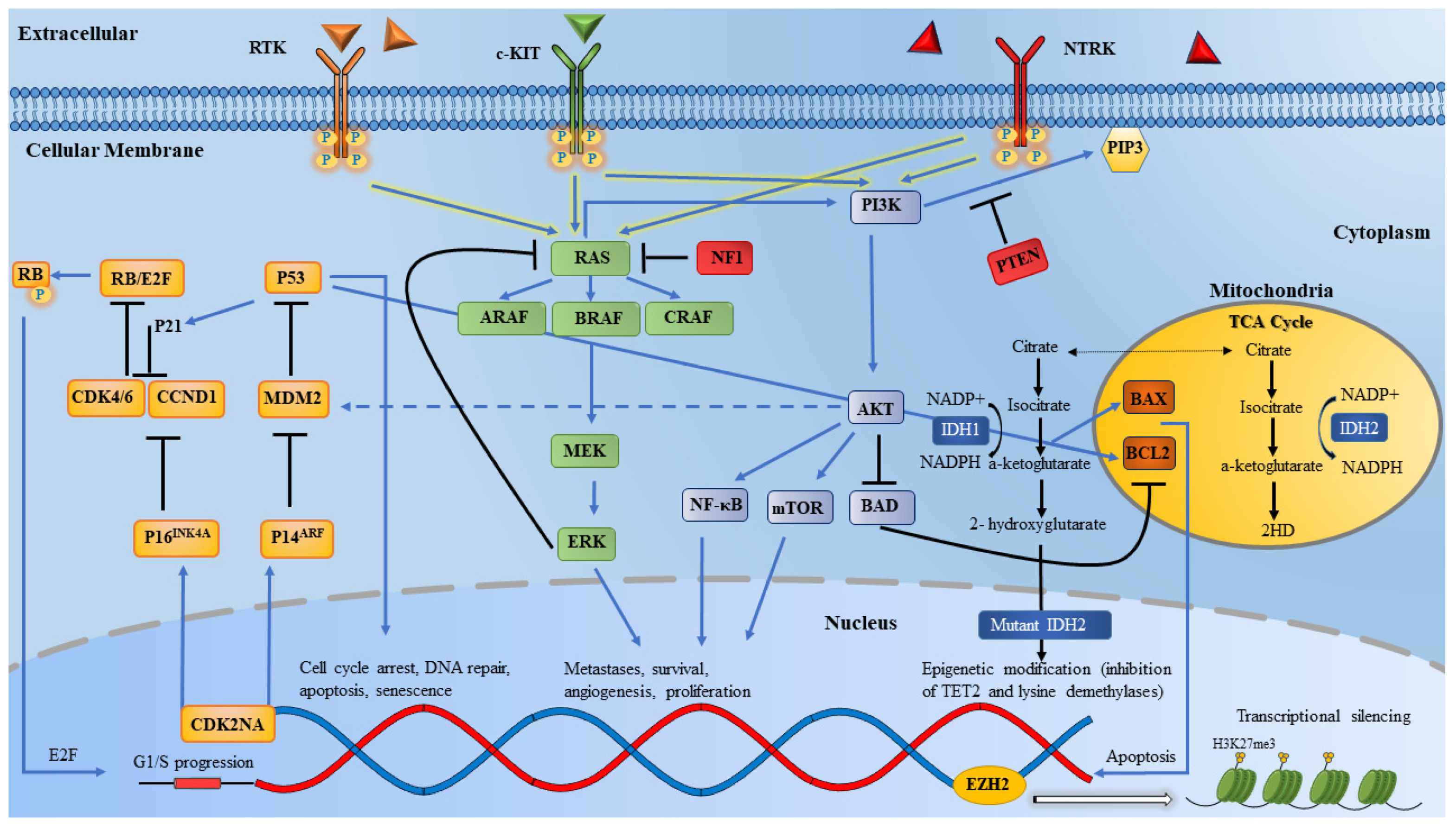 Cancers 13 05847 g002 550