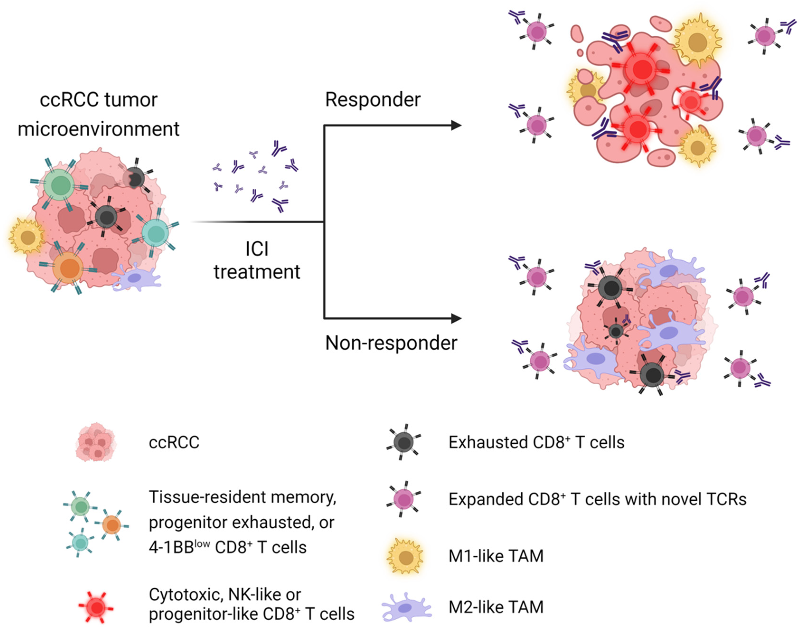 Cancers 13 05856 g003