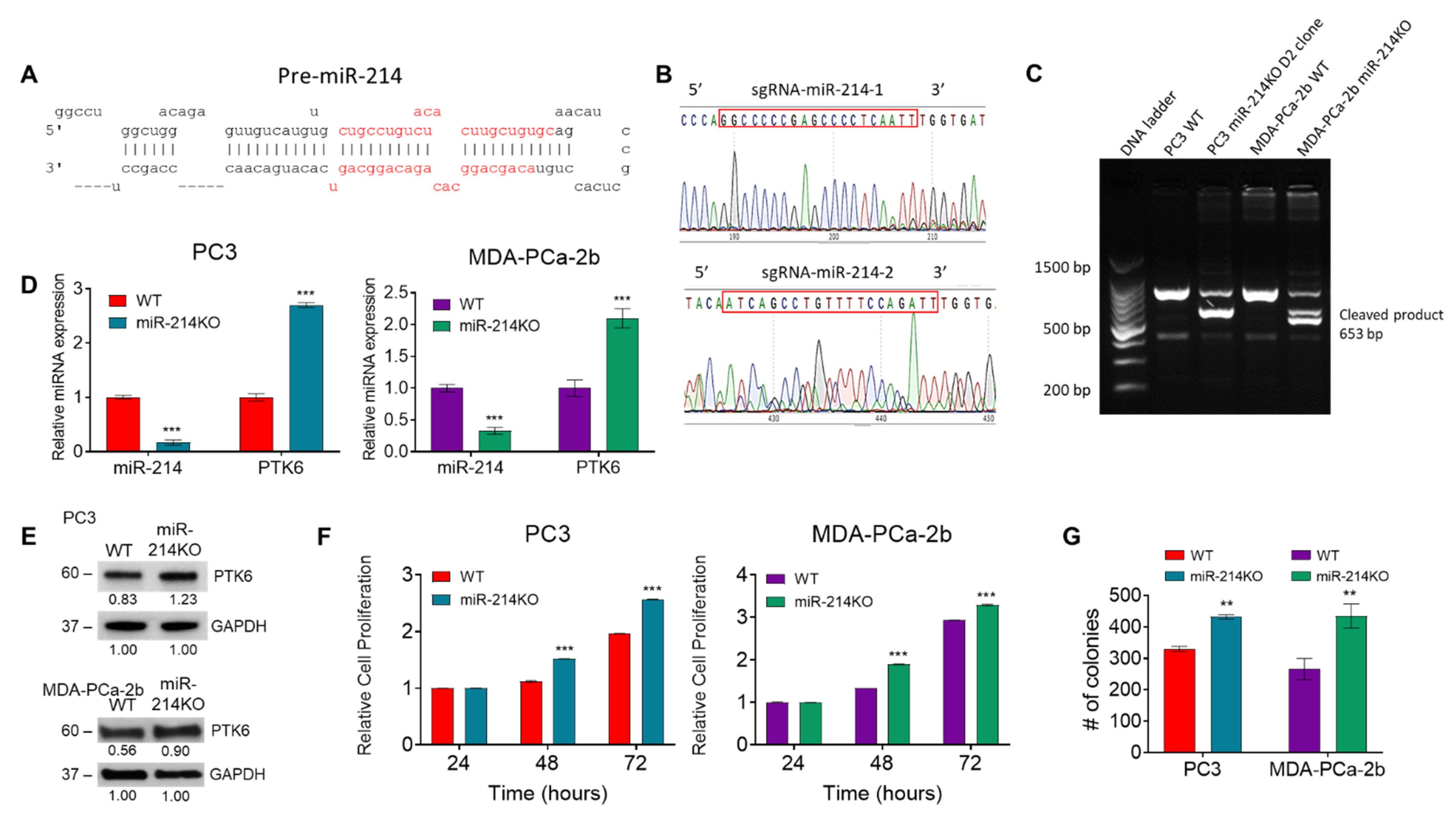 Cancers 13 05875 g001 Cancers 13 05875 g001