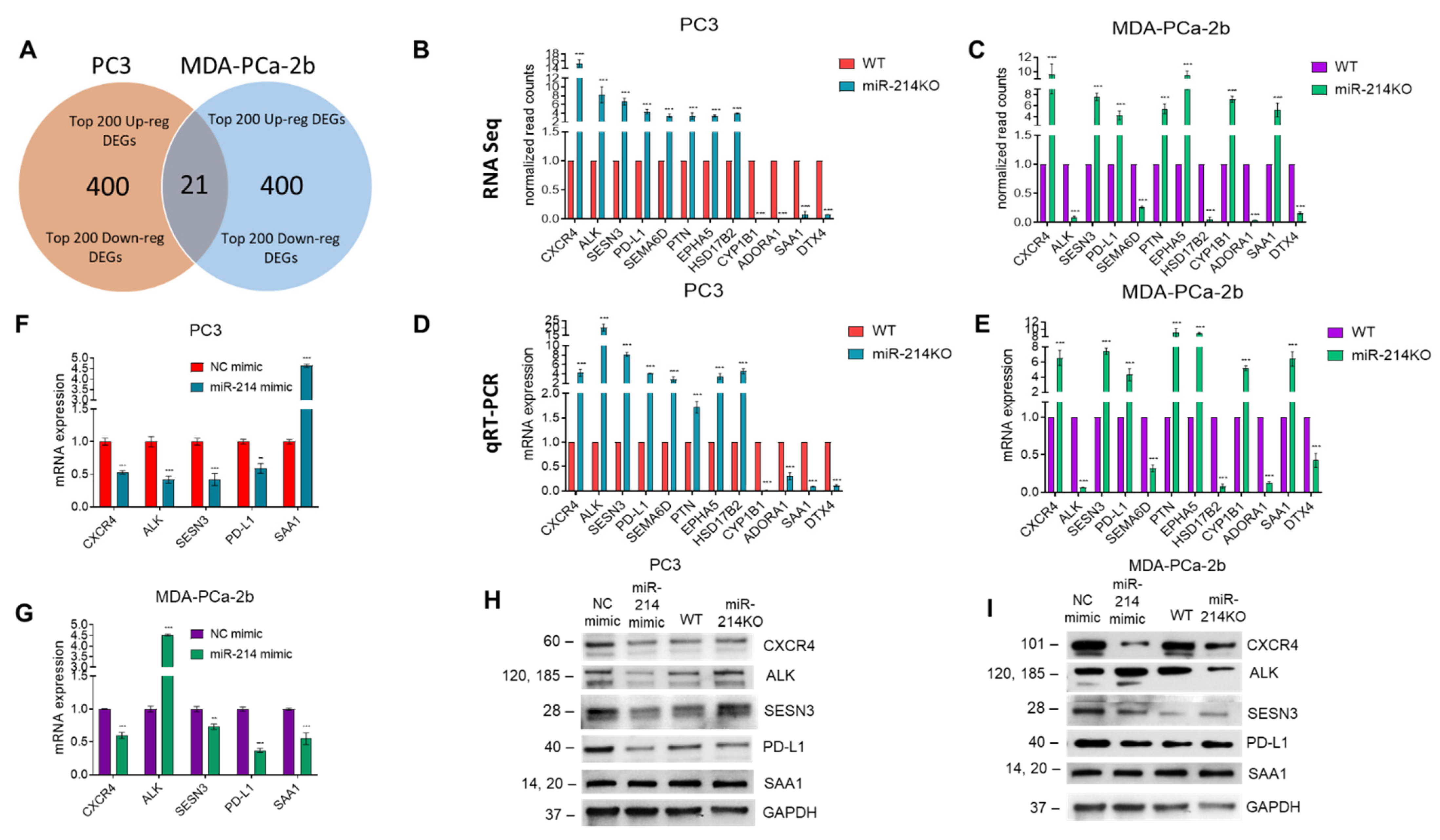 Cancers 13 05875 g005 Cancers 13 05875 g005