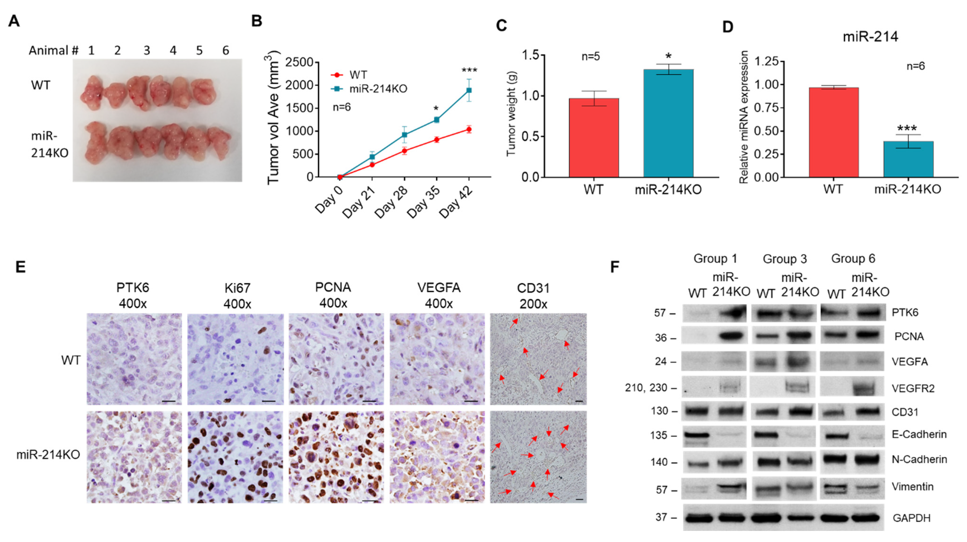 Cancers 13 05875 g006 Cancers 13 05875 g006