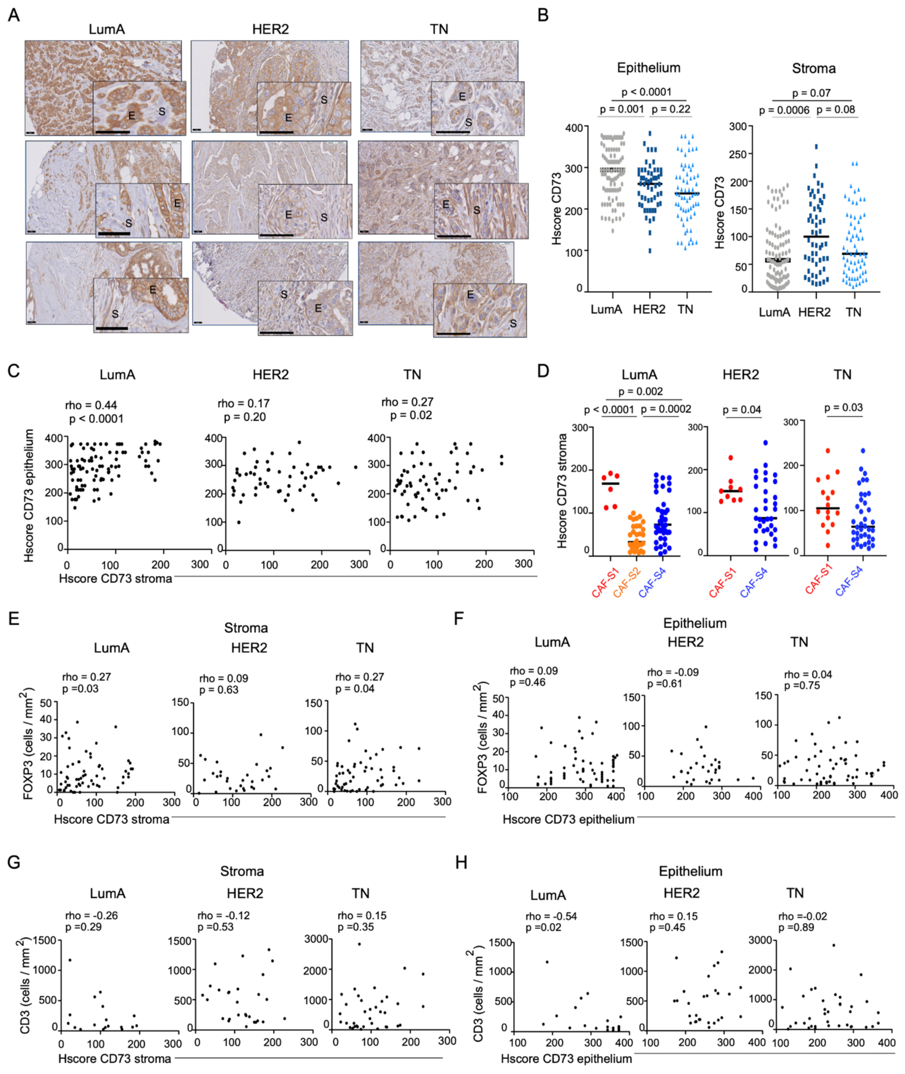 Cancers 13 05878 g001