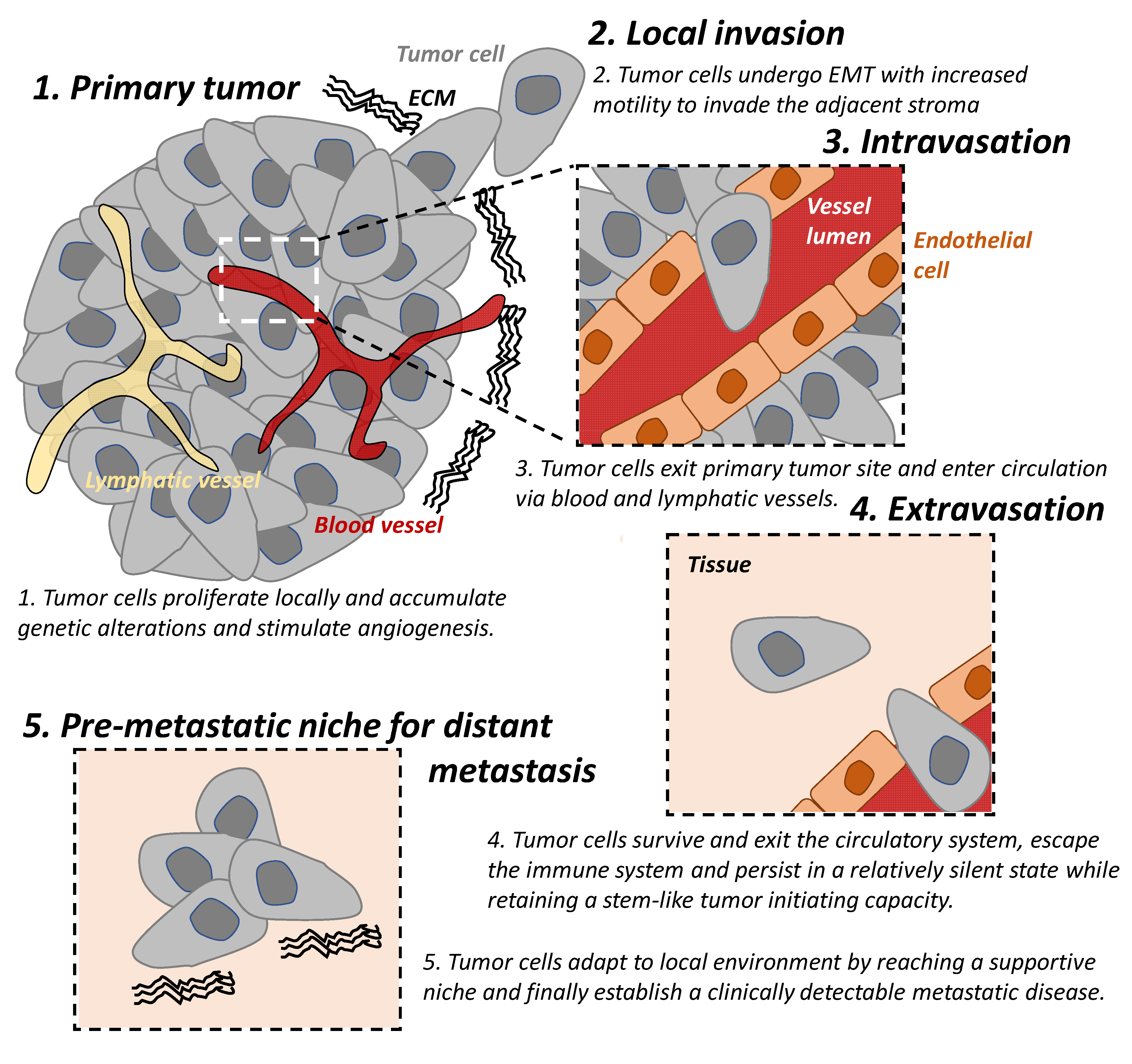 How cancer evades immune system detection and spreads