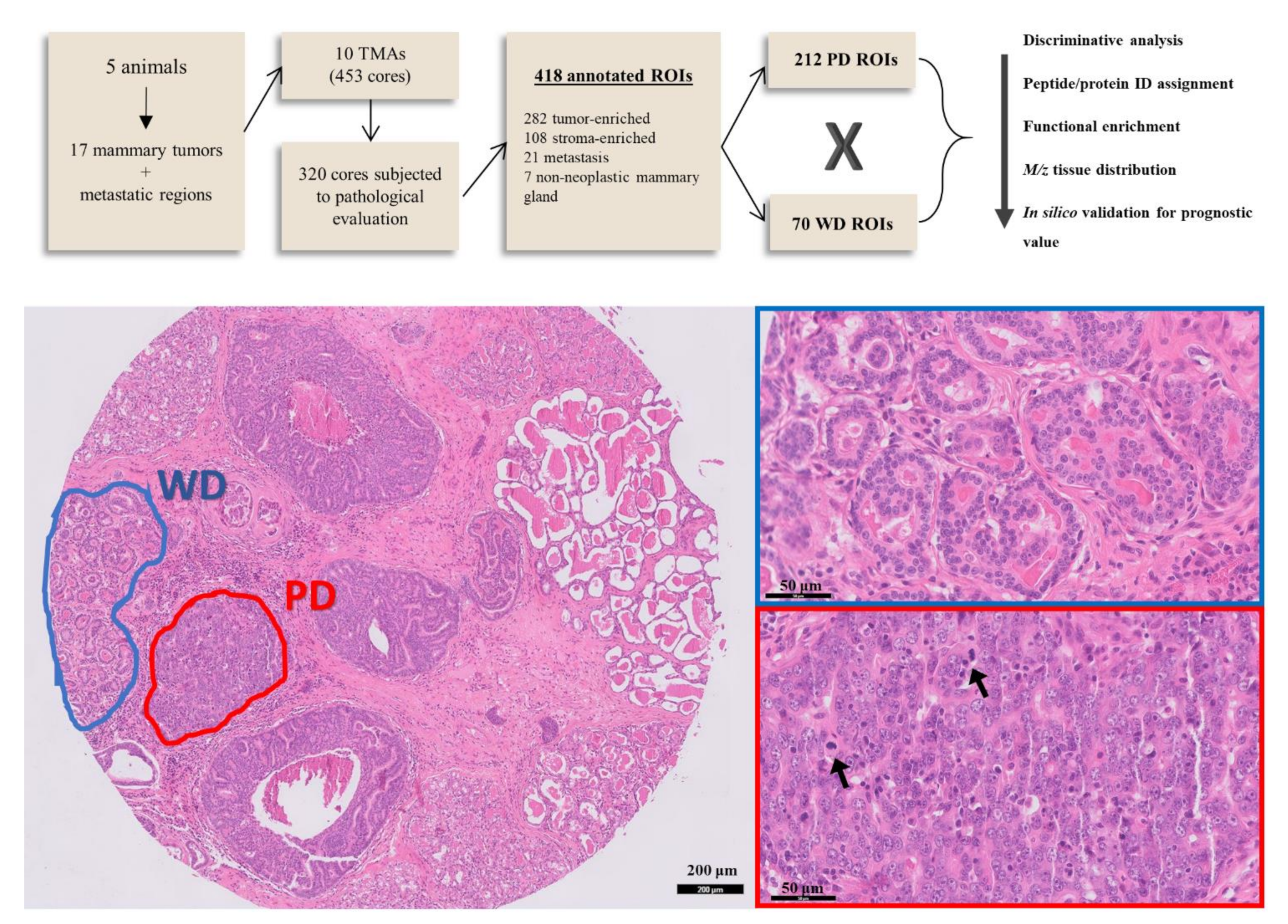 Cancers 13 05901 g001