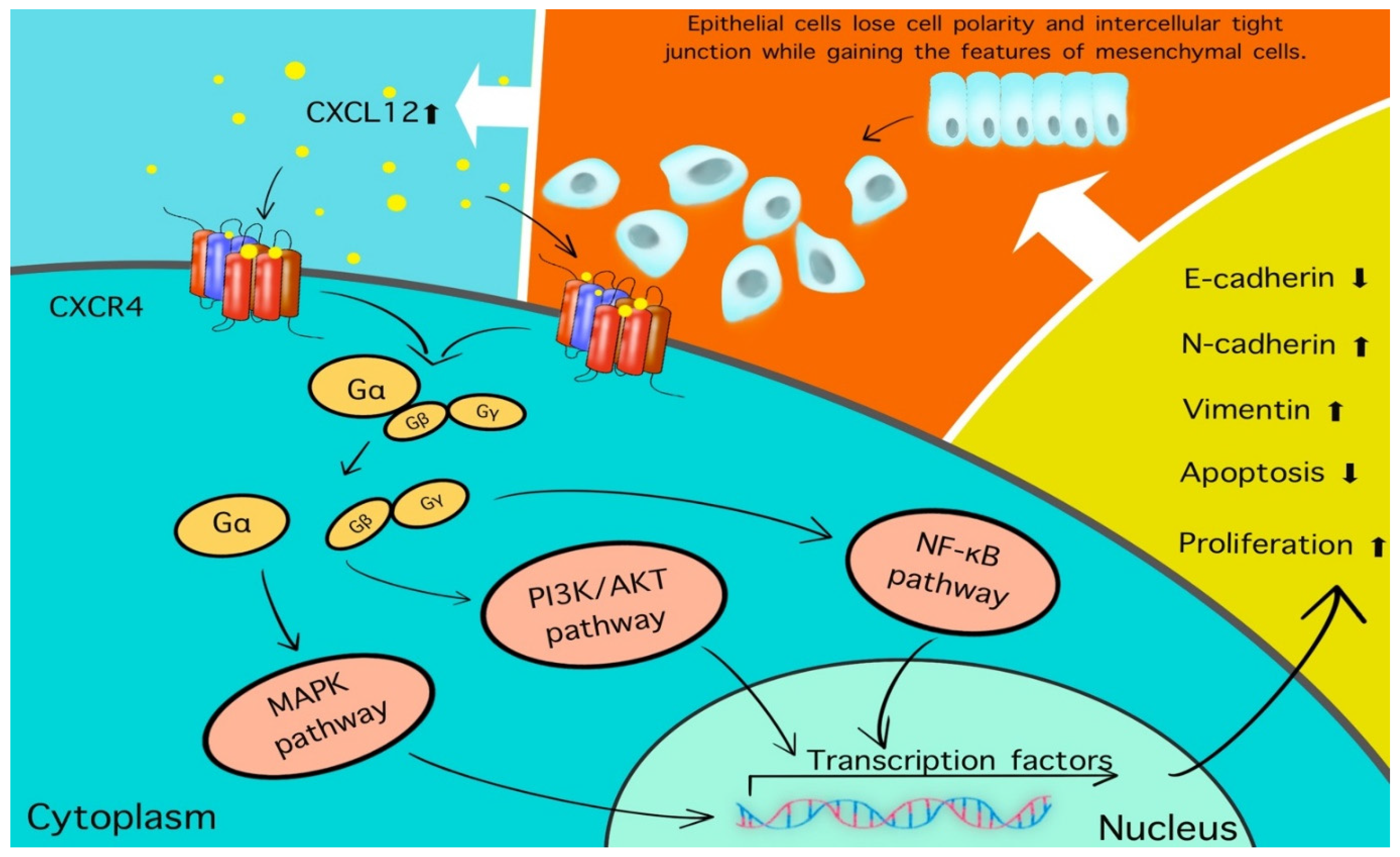 Cancers 13 05905 g001