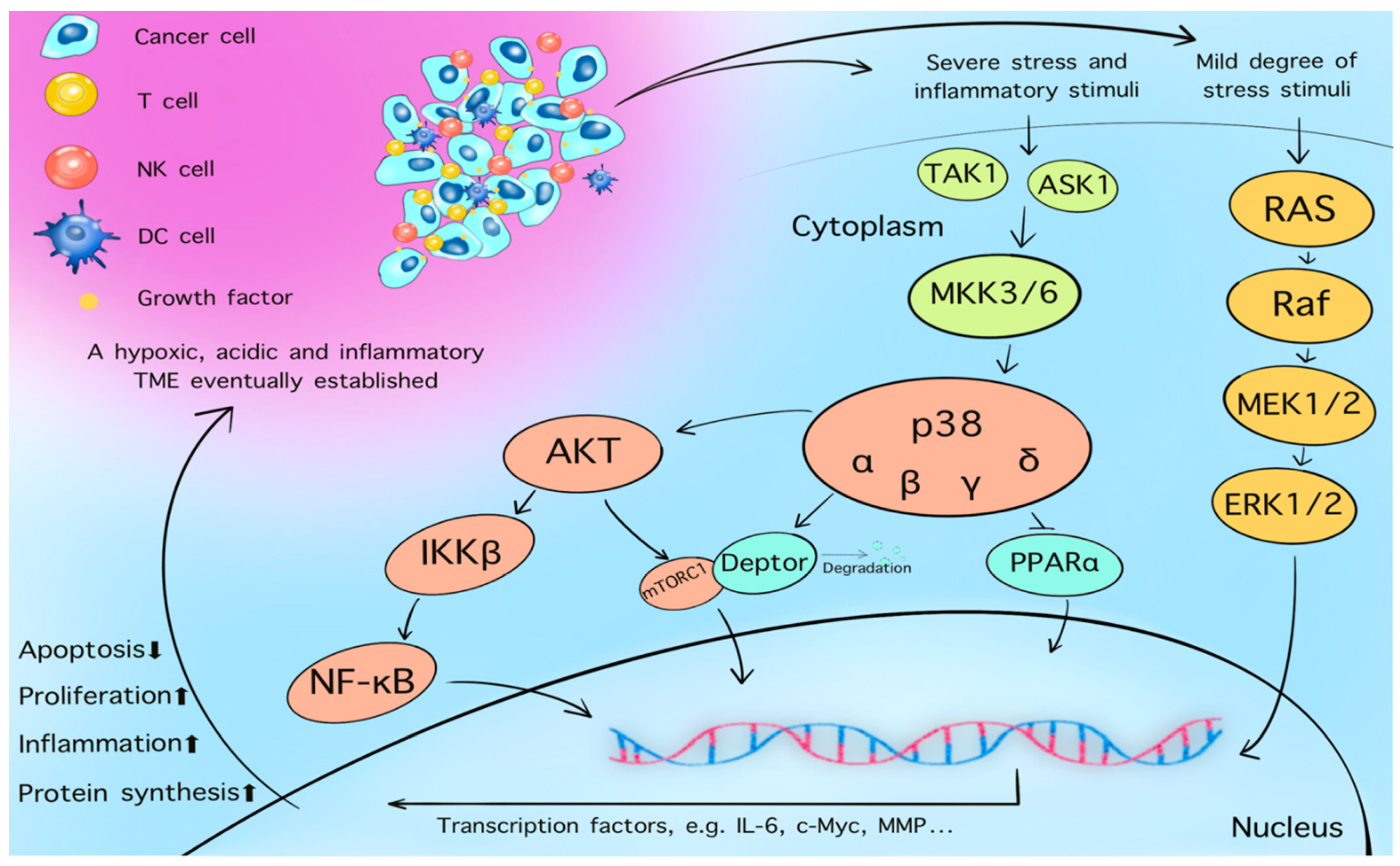 Cancers 13 05905 g004