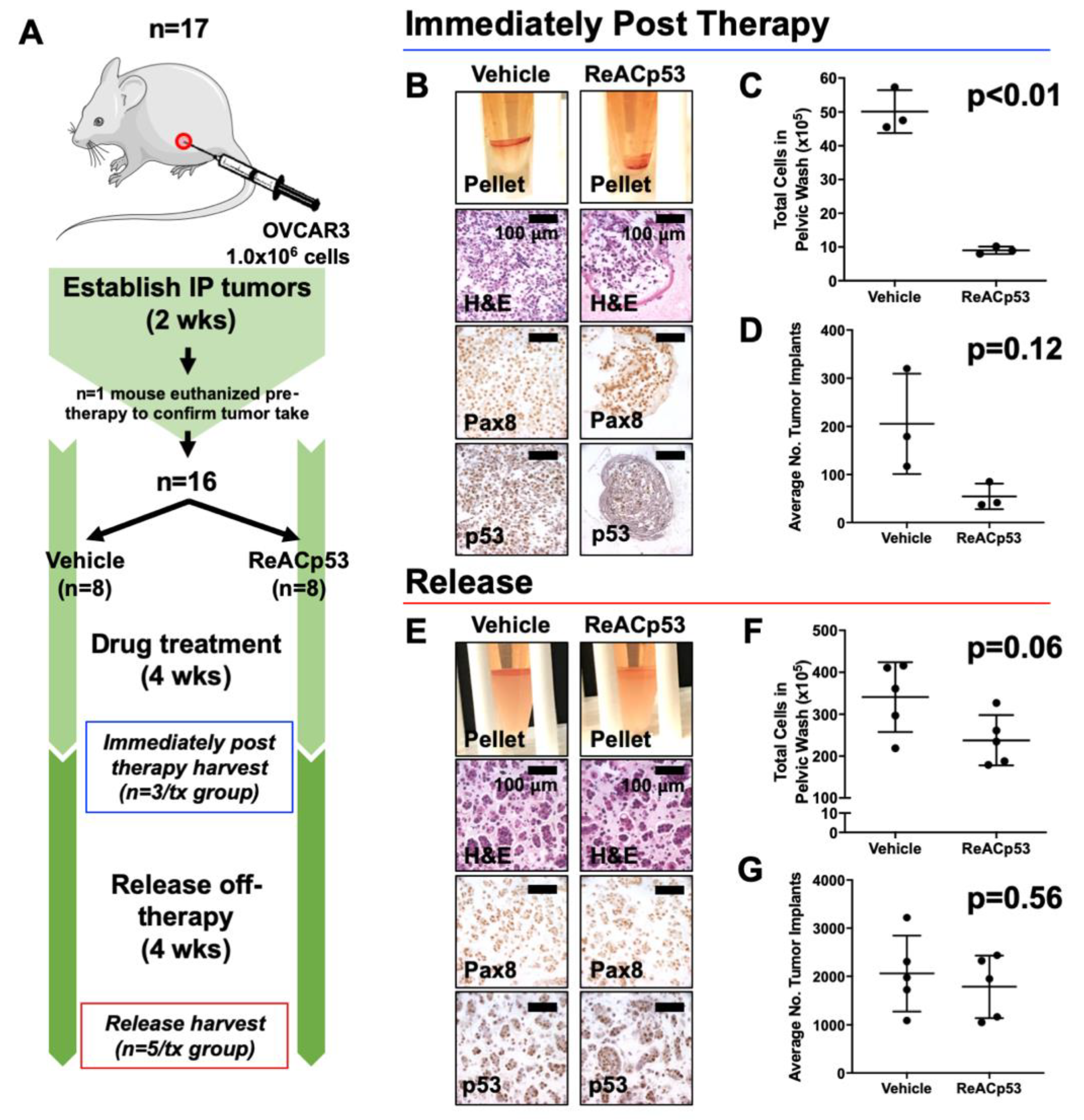 Cancers 13 05908 g002 550