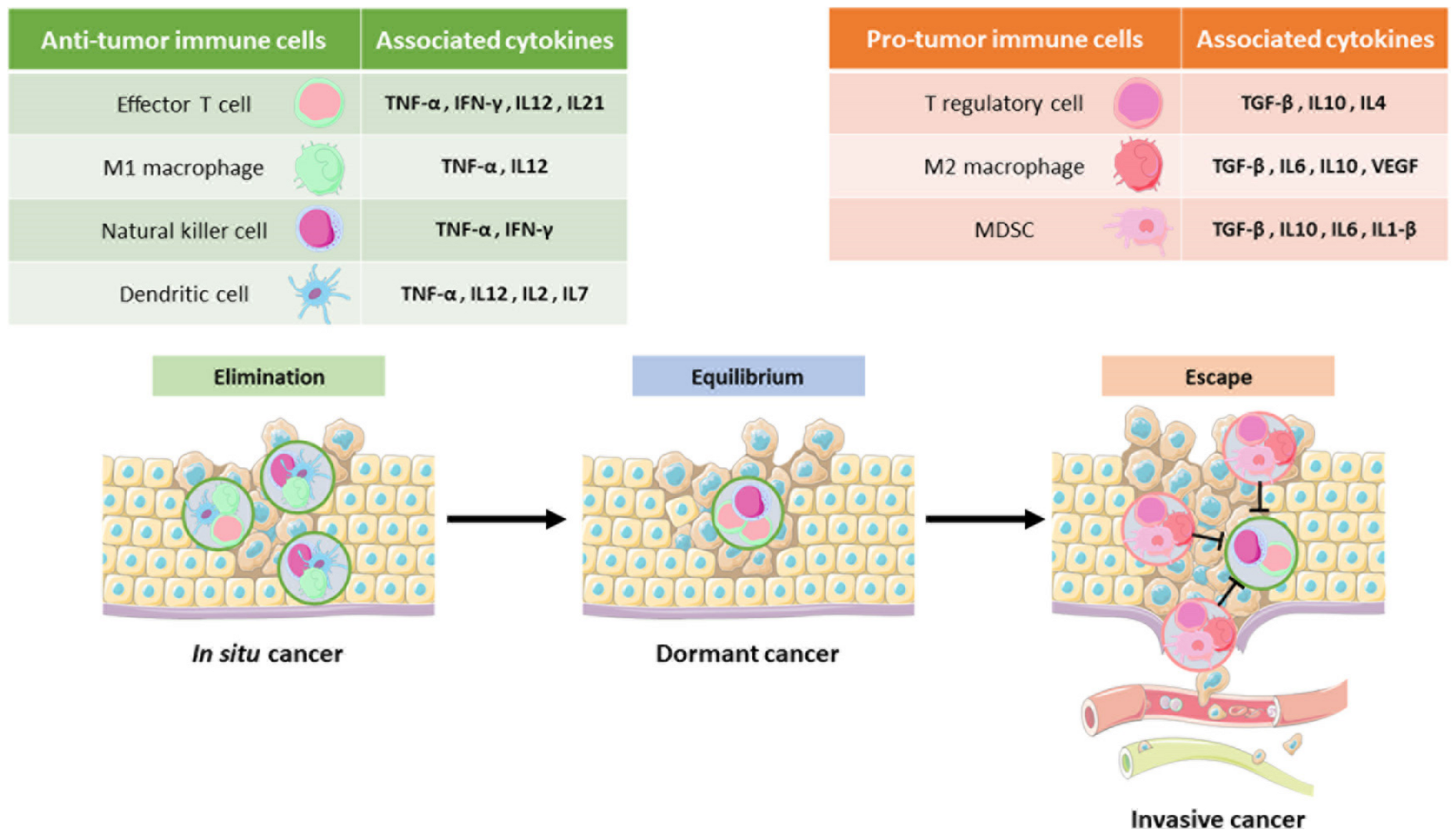 Cancers 13 05912 g001 550