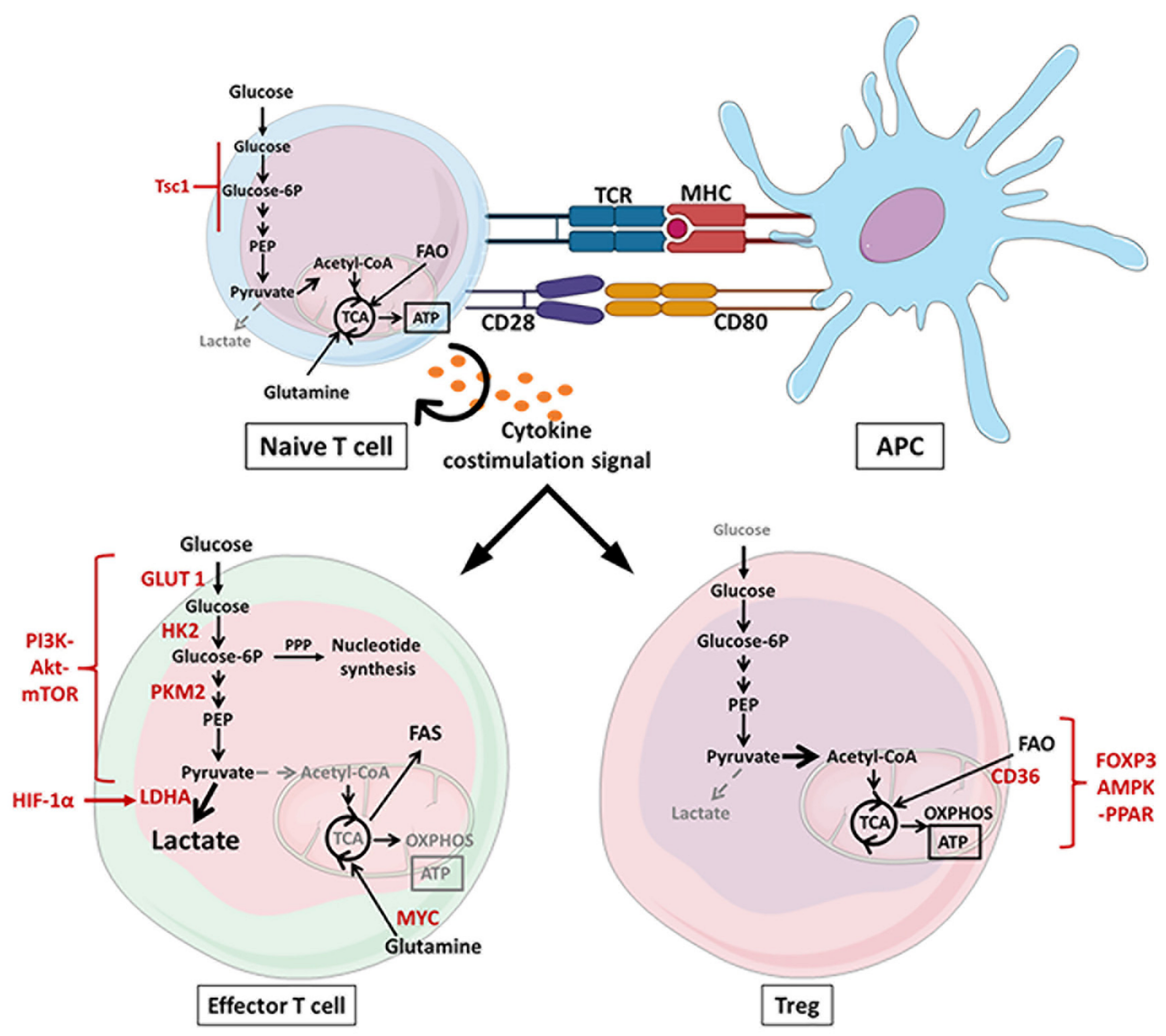 Cancers 13 05912 g002 550