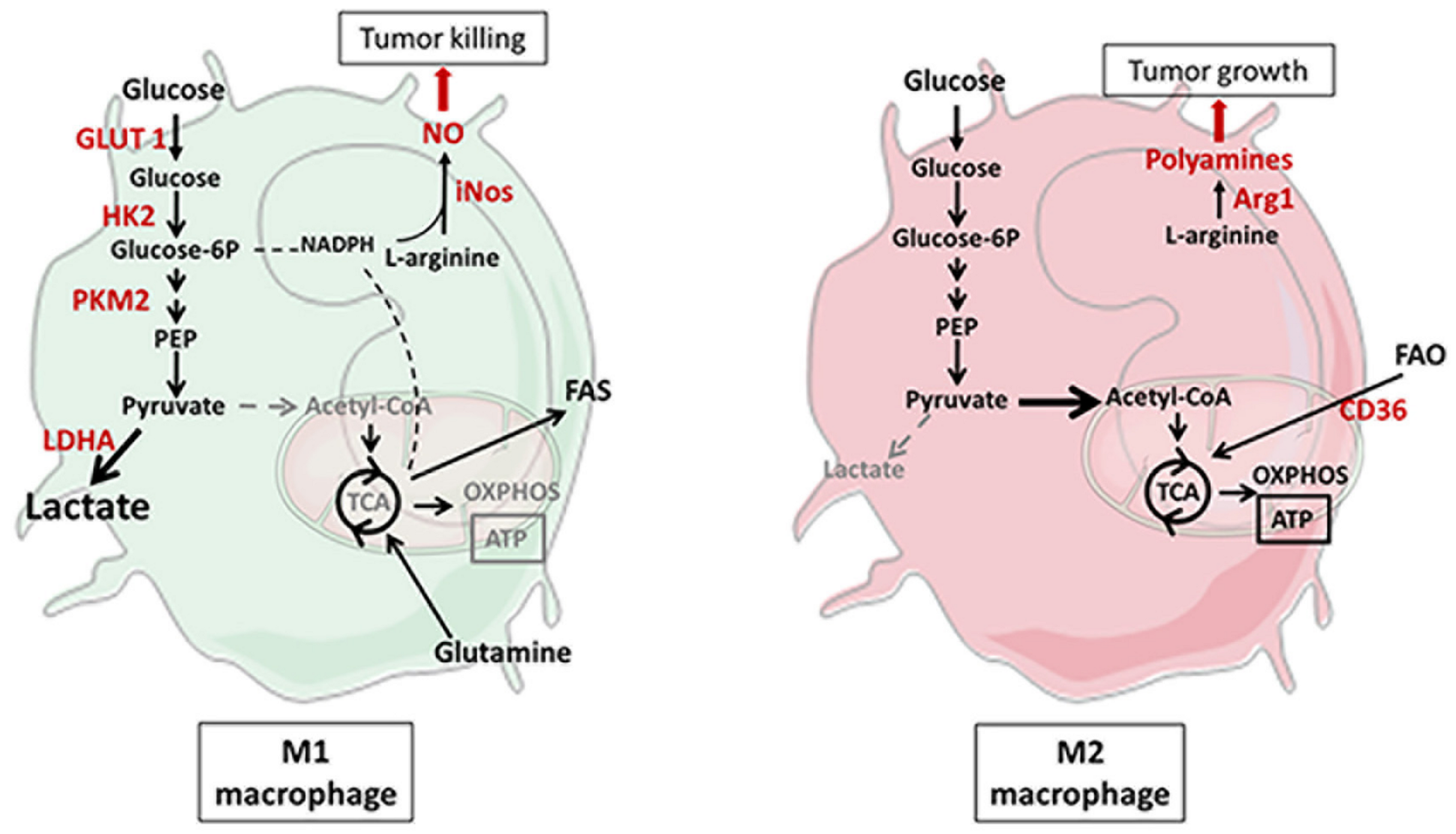 Cancers 13 05912 g003 550