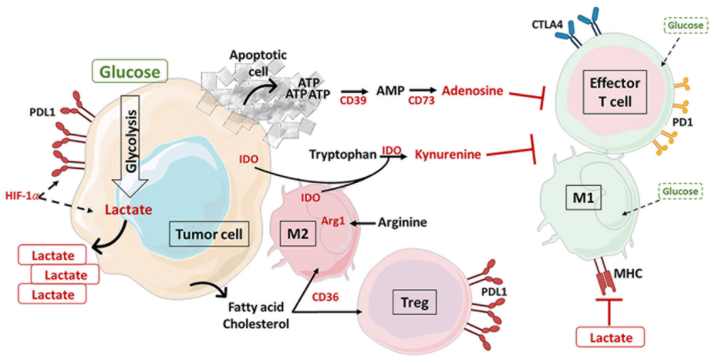 Cancers 13 05912 g004 550