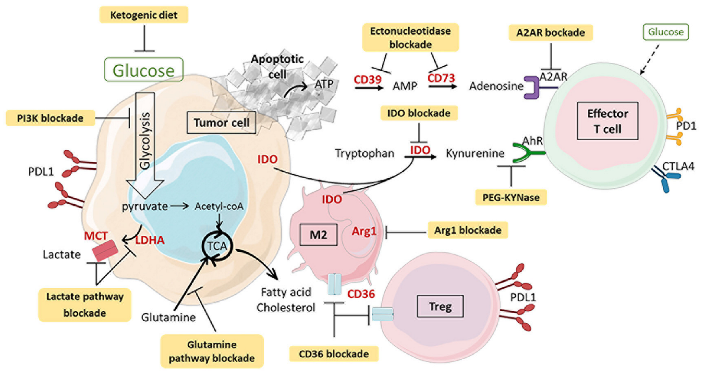 Cancers 13 05912 g006 550
