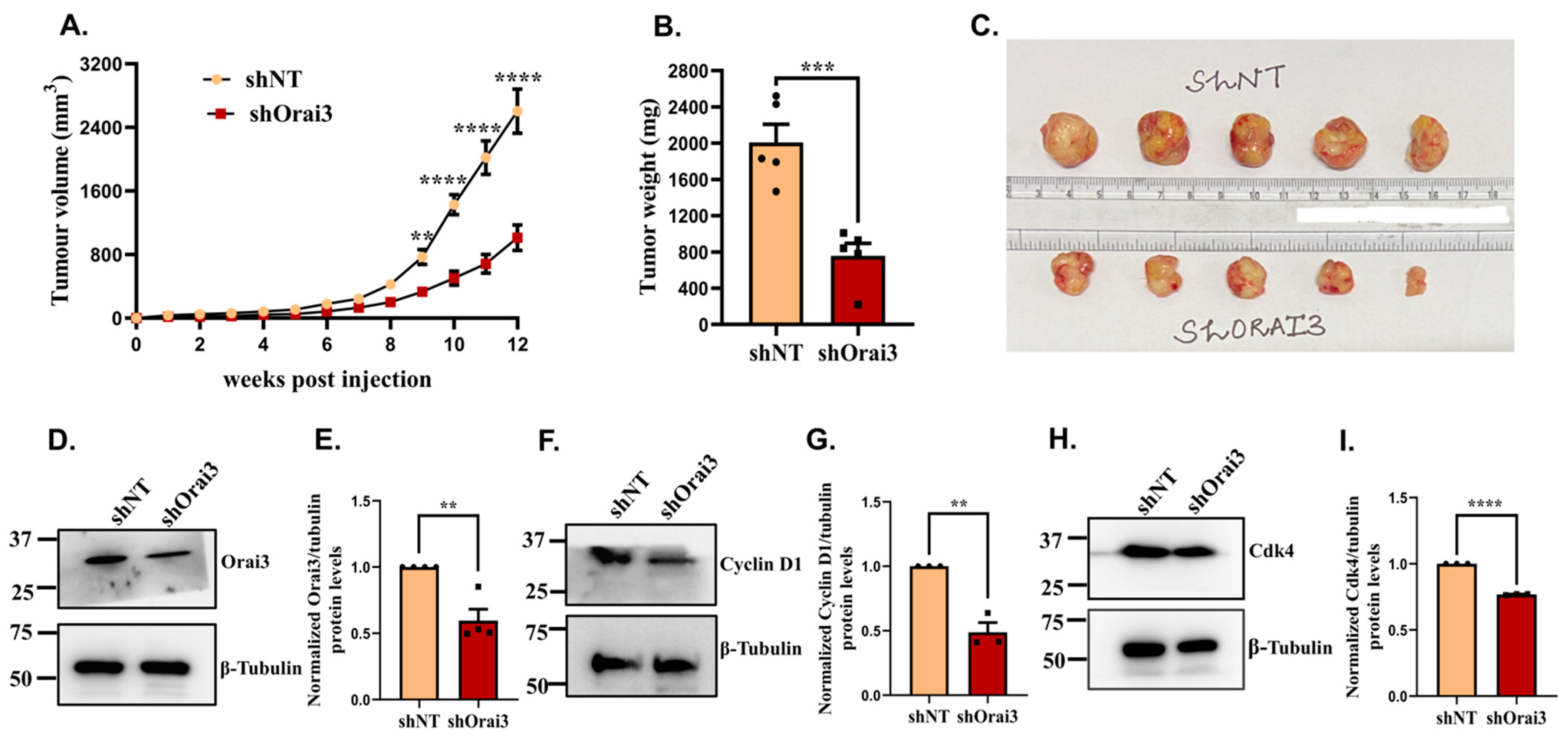 Cancers 13 05937 g008 550