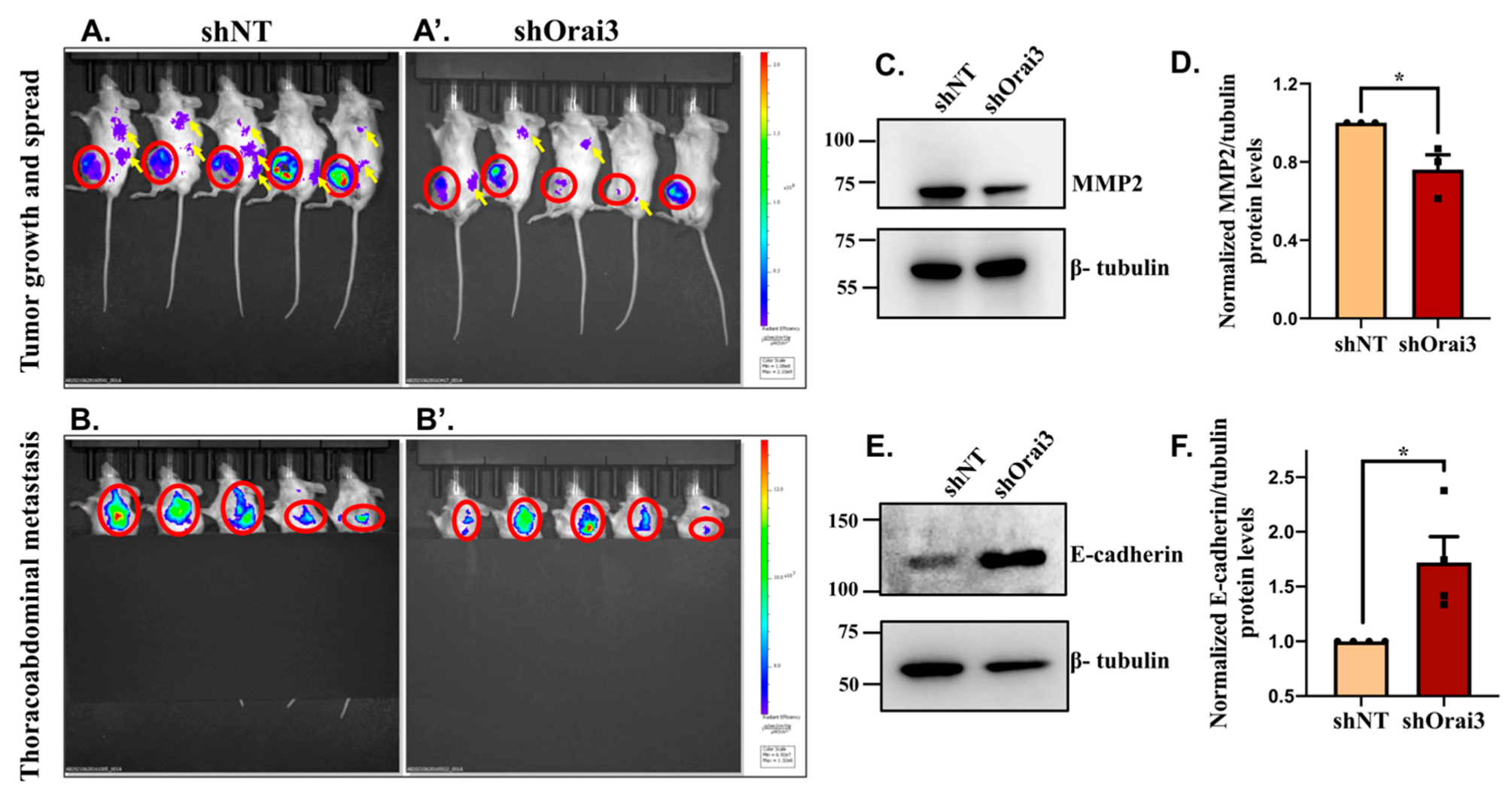 Cancers 13 05937 g009 550