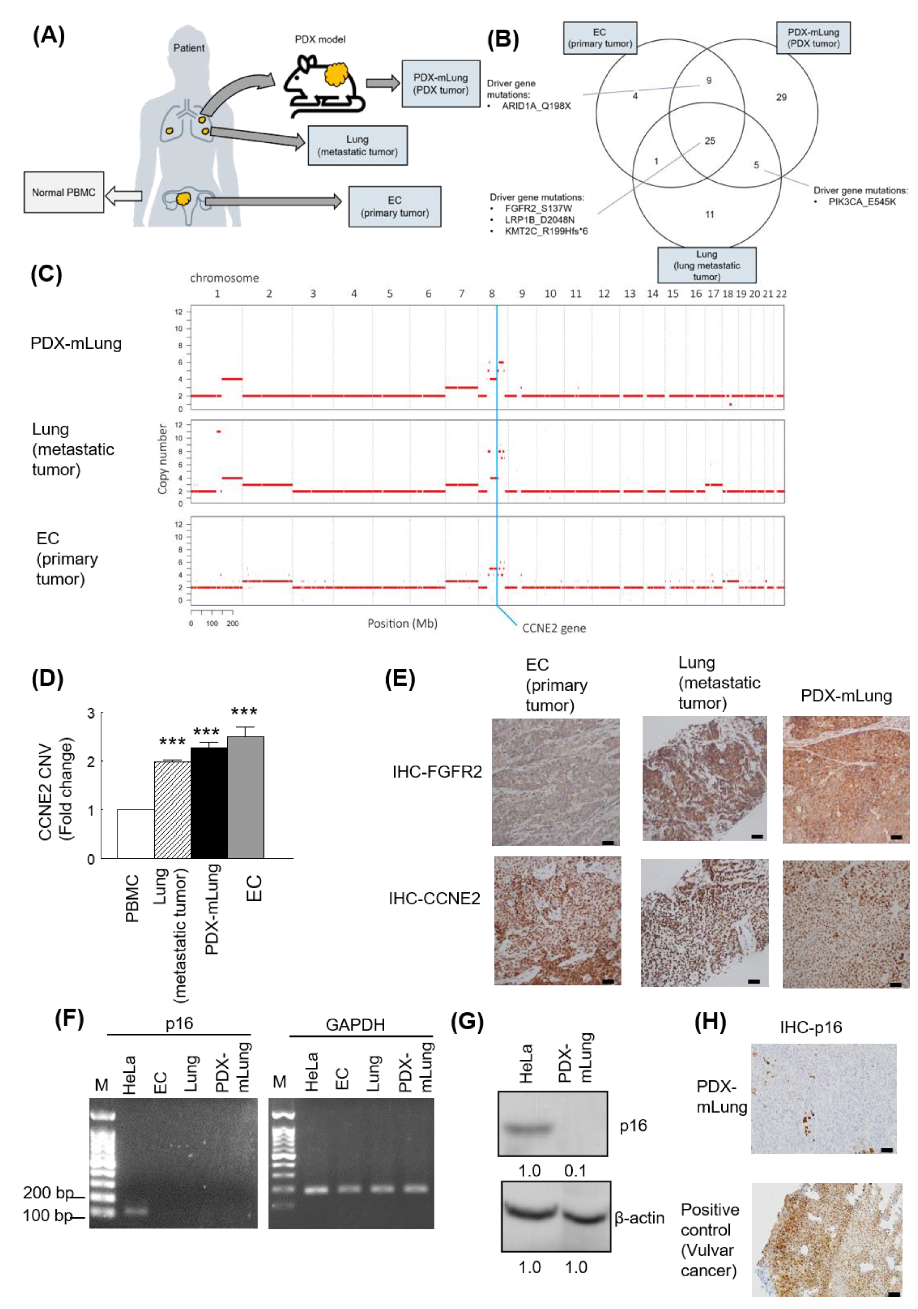 Cancers 13 05962 g002