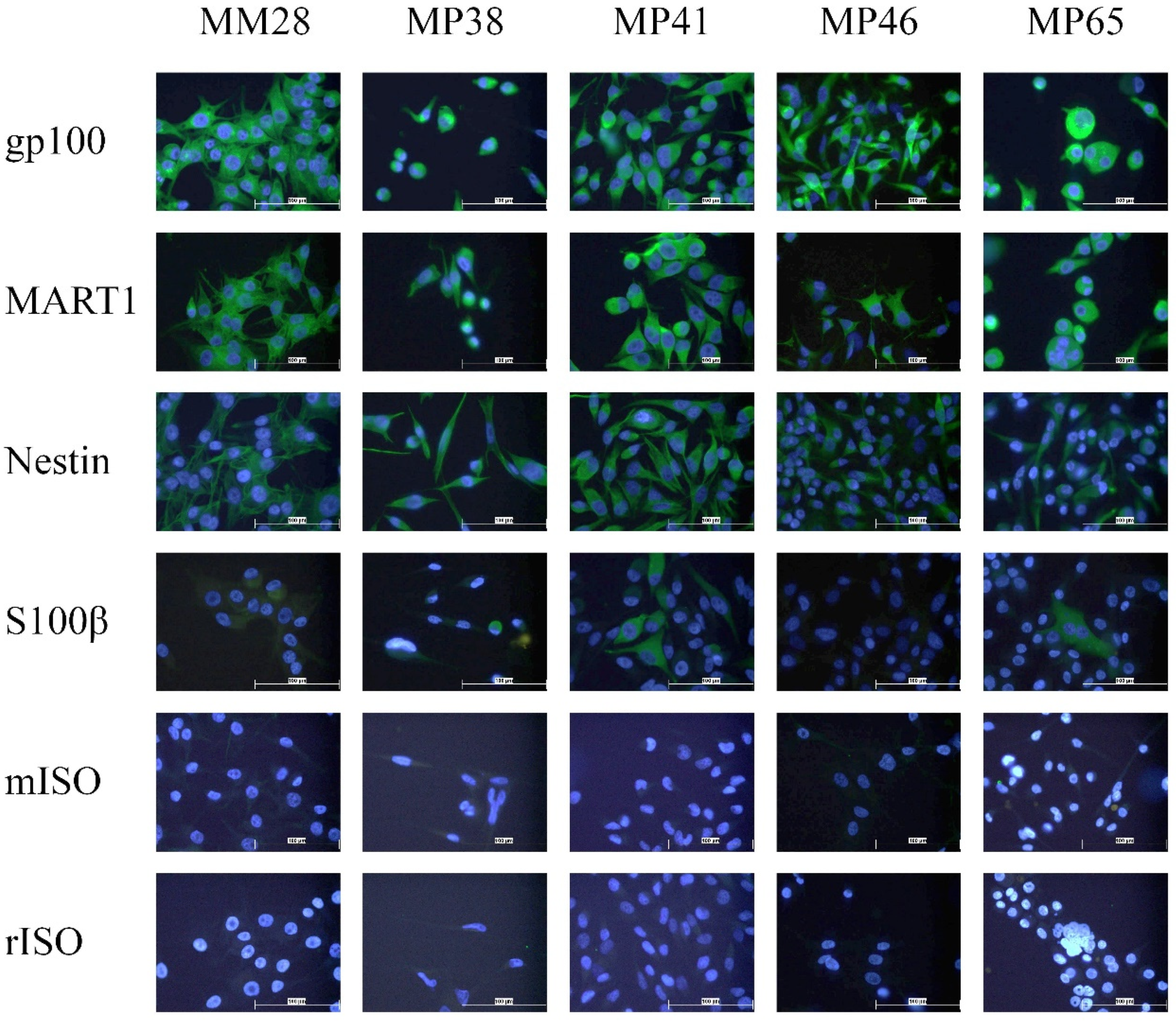 Cancers 13 05990 g002