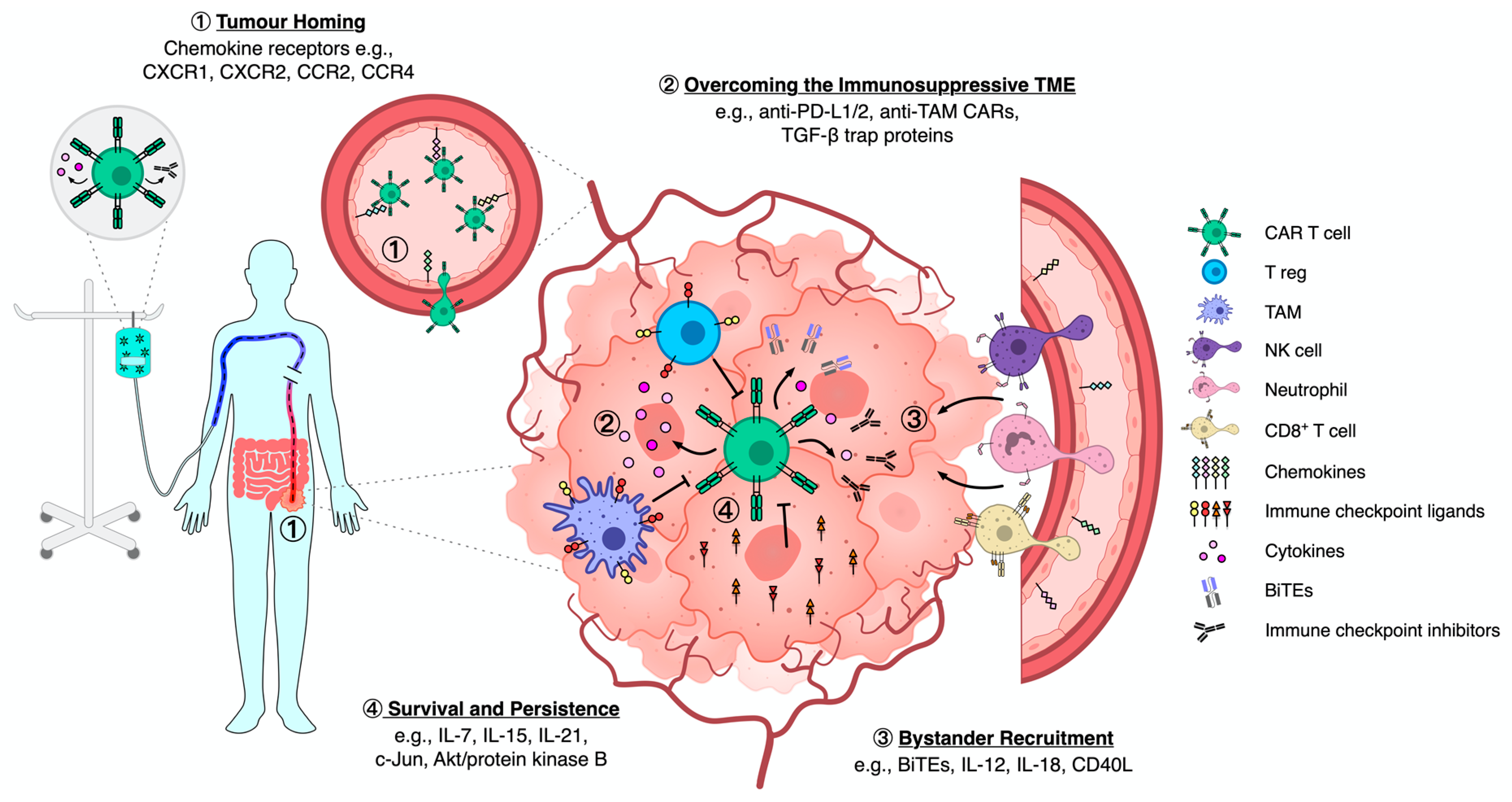 Cancers 13 06000 g001