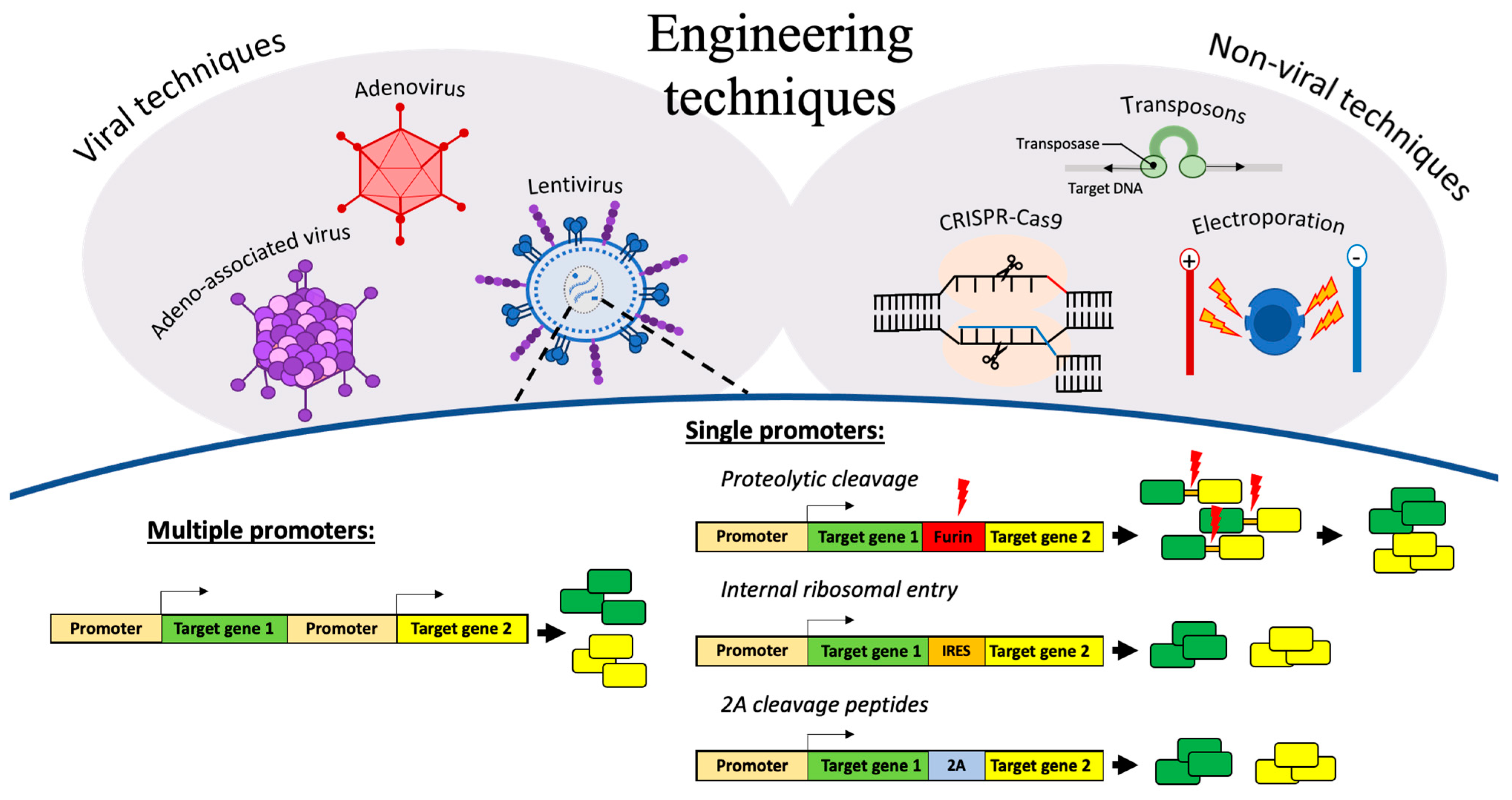 Cancers 13 06000 g002