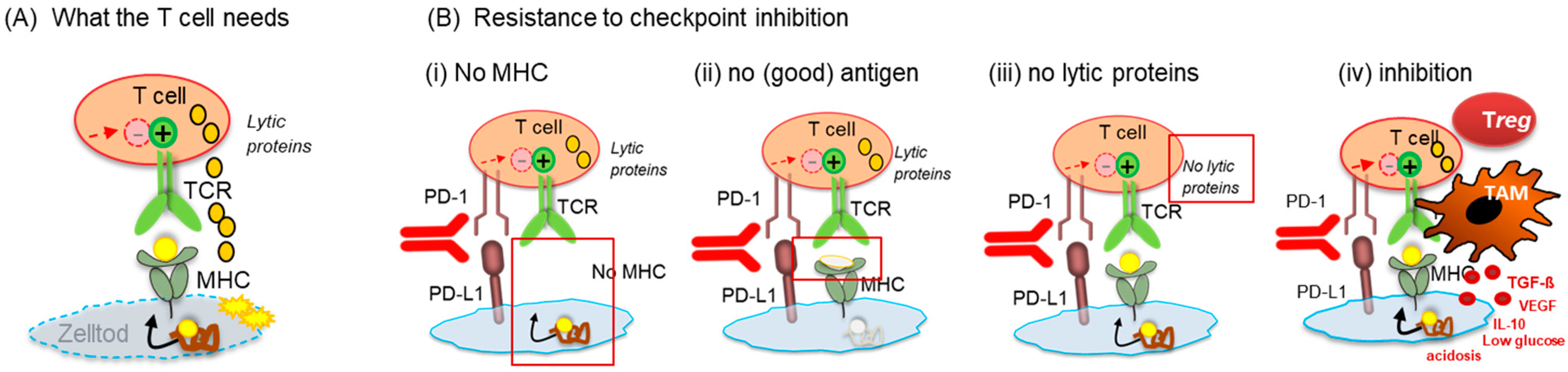 Cancers 13 06016 g003
