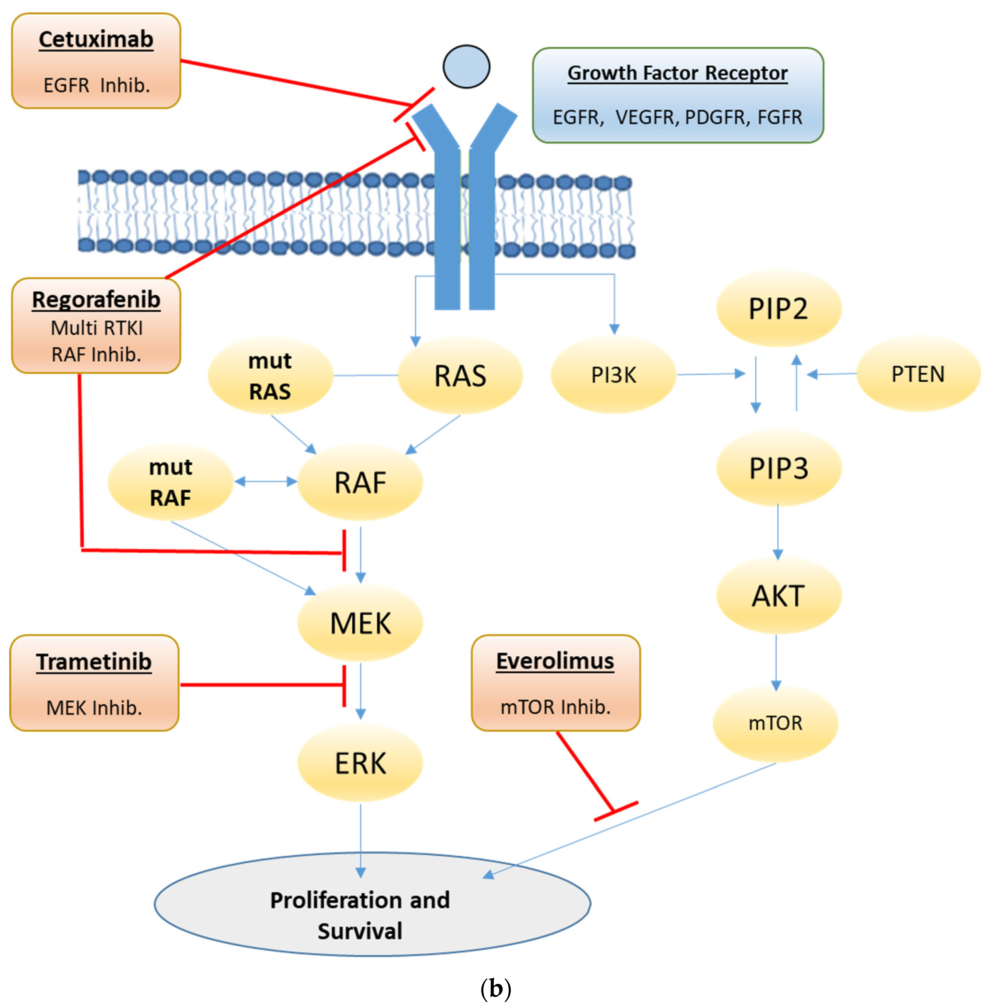 Cancers 13 06018 g001b 550