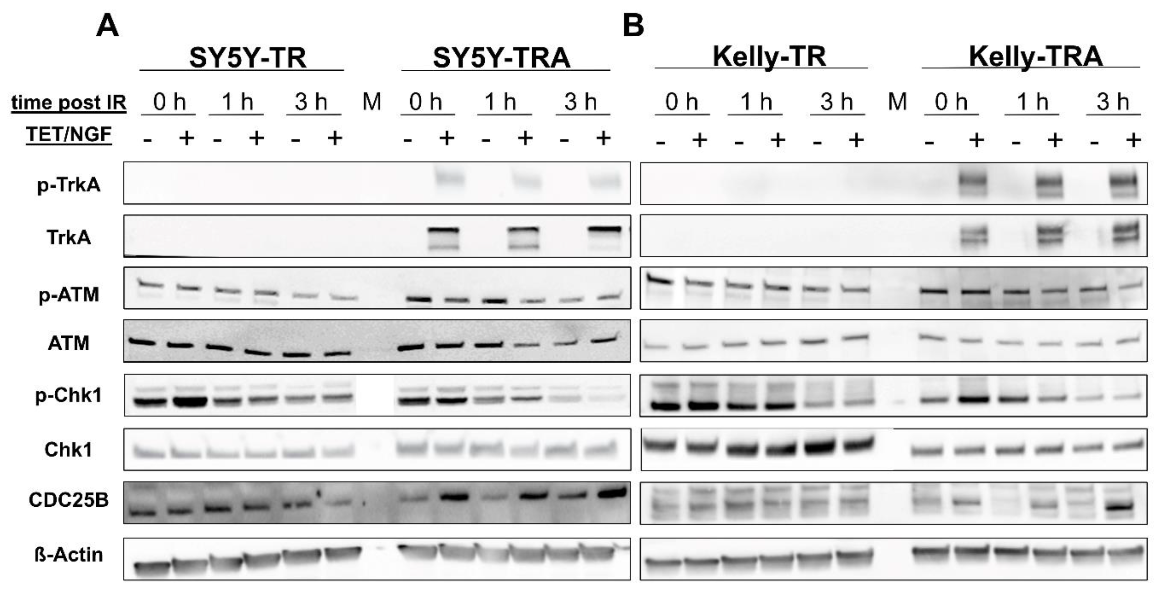 Cancers 13 06023 g005