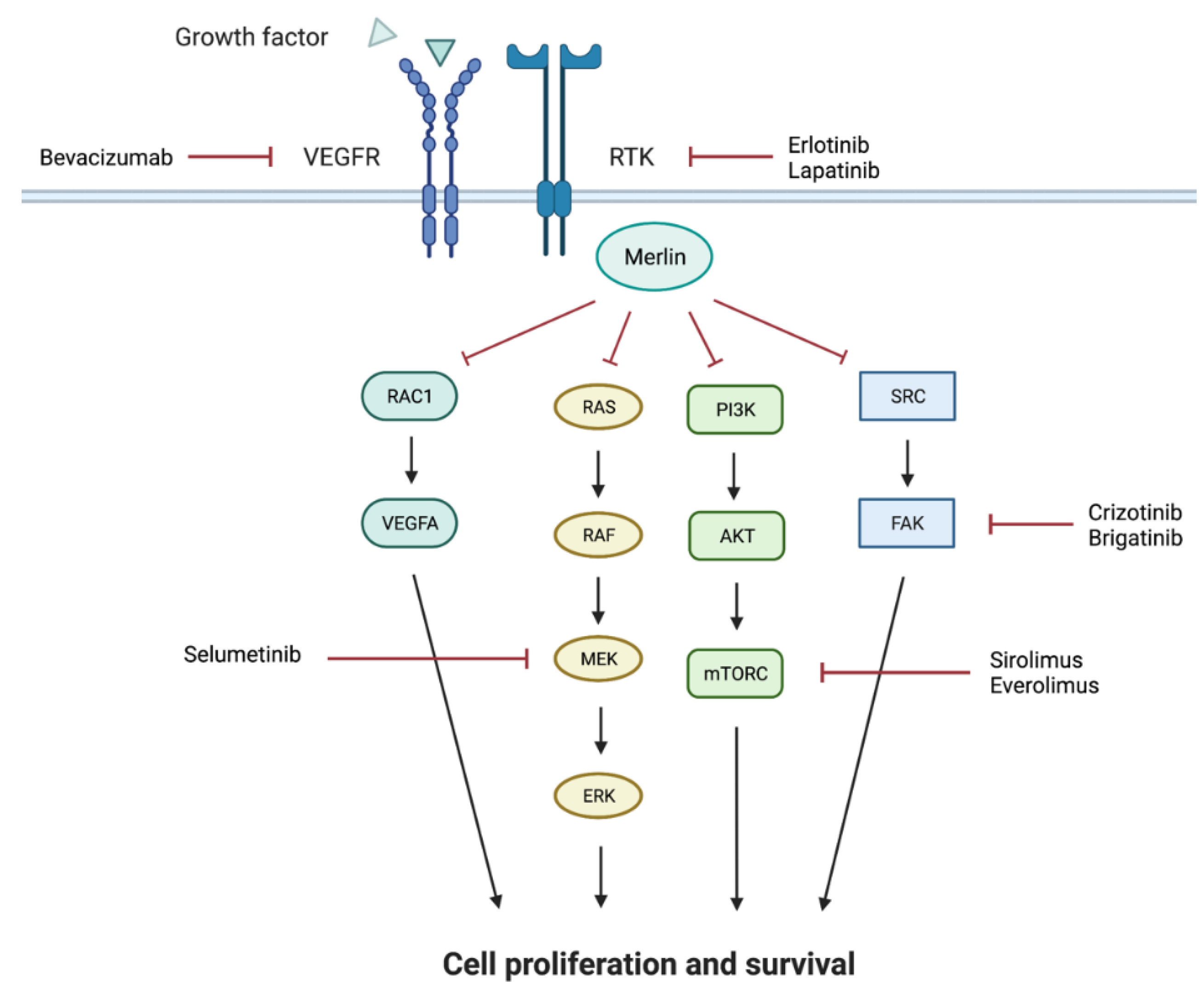 Cancers 13 06032 g002