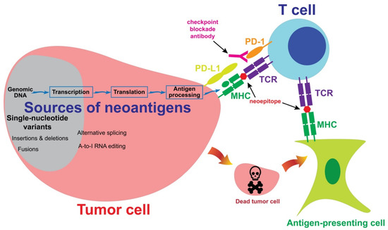 Cancers 13 06061 g001 550