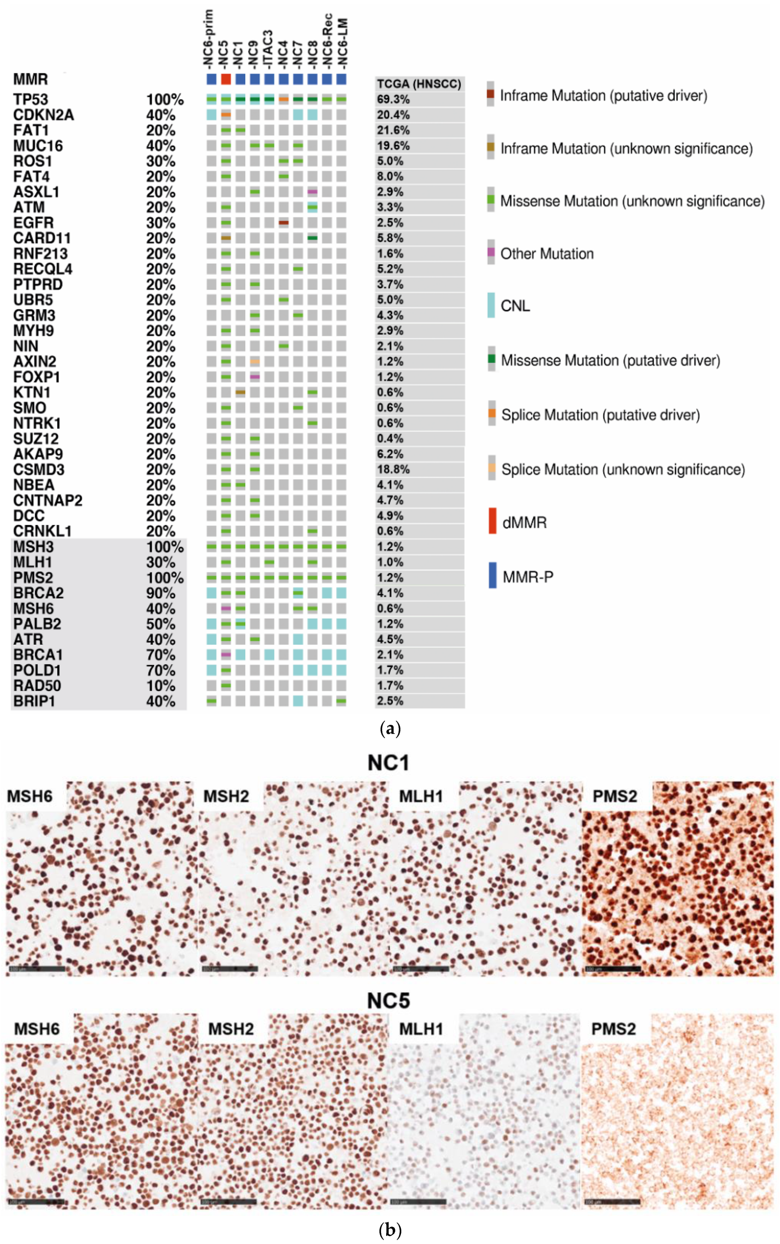Cancers | Free Full-Text | Mismatch Repair Deficiency And Somatic.