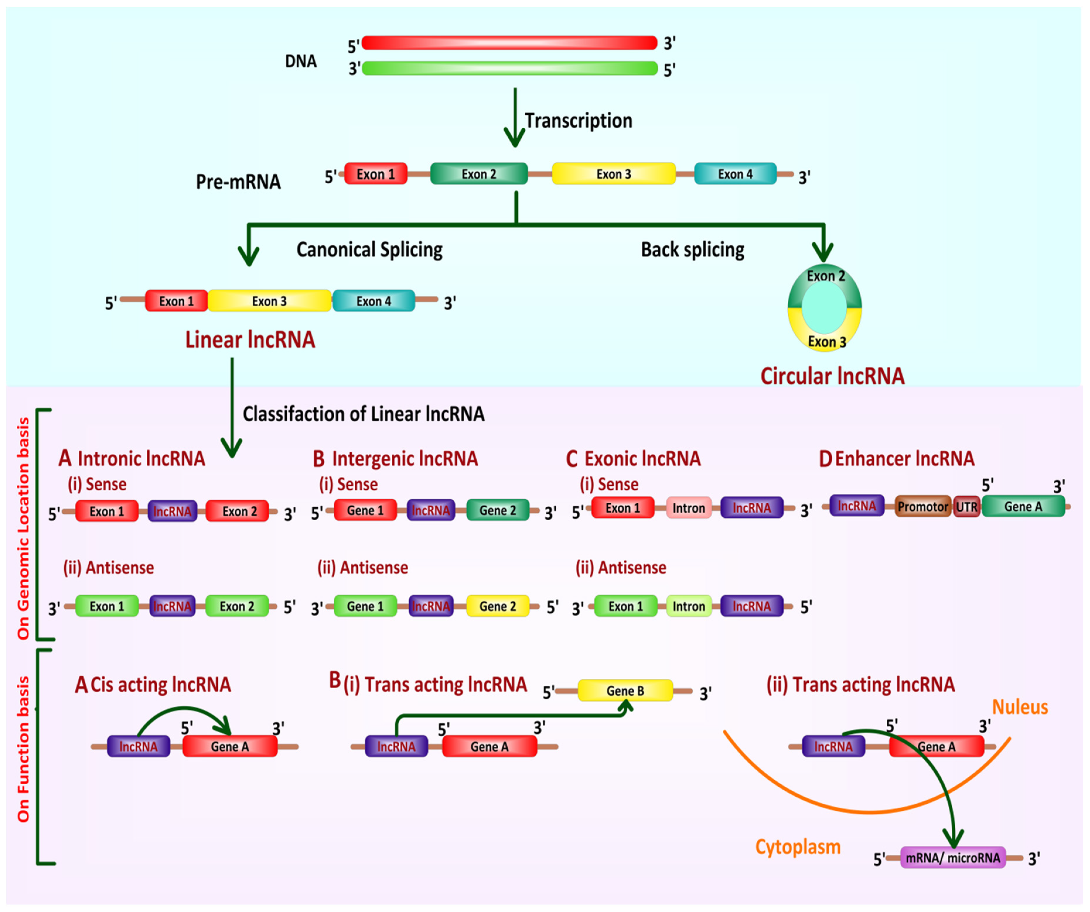 Cancers 13 06102 g002 Cancers 13 06102 g002