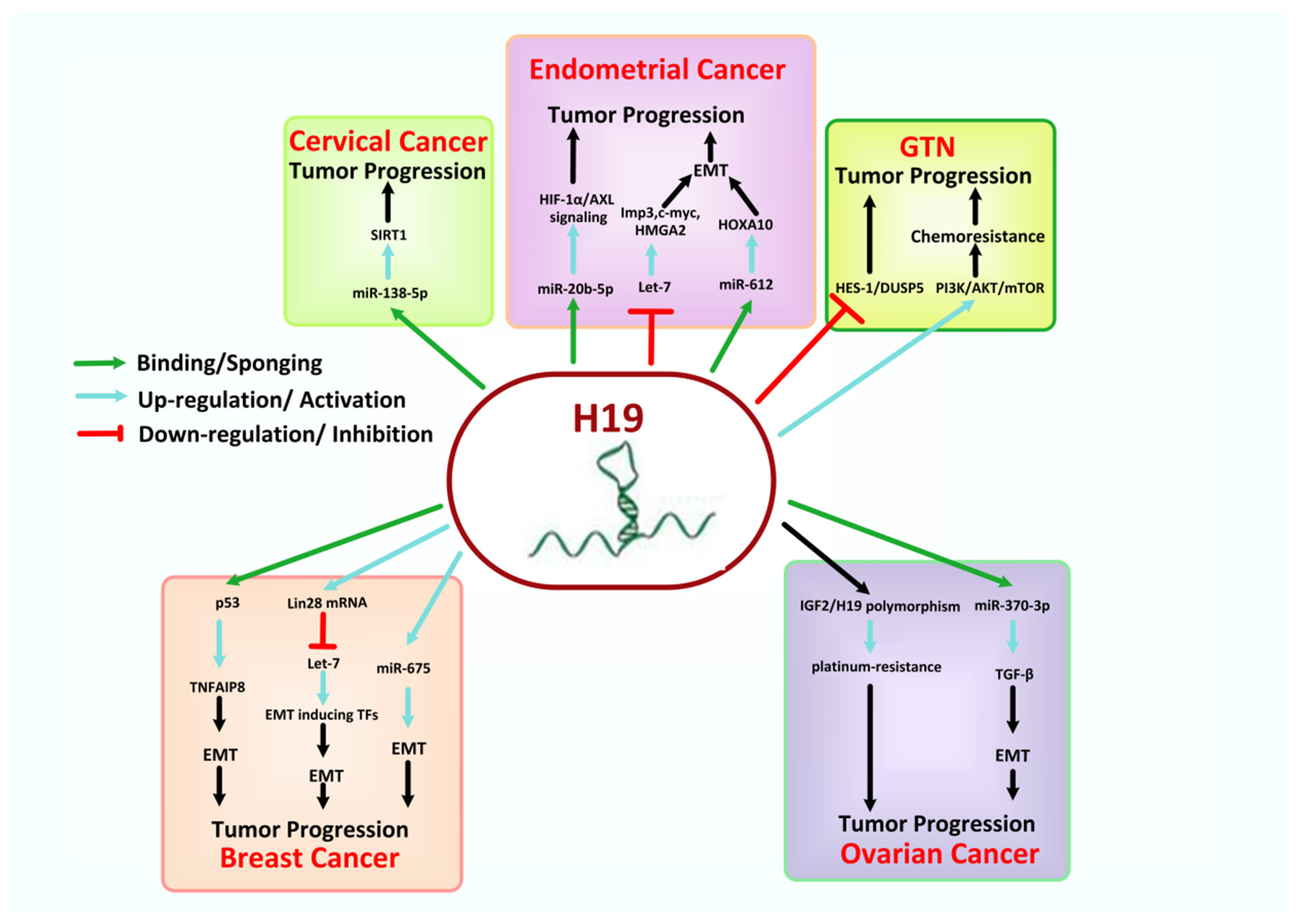 Cancers 13 06102 g006 Cancers 13 06102 g006