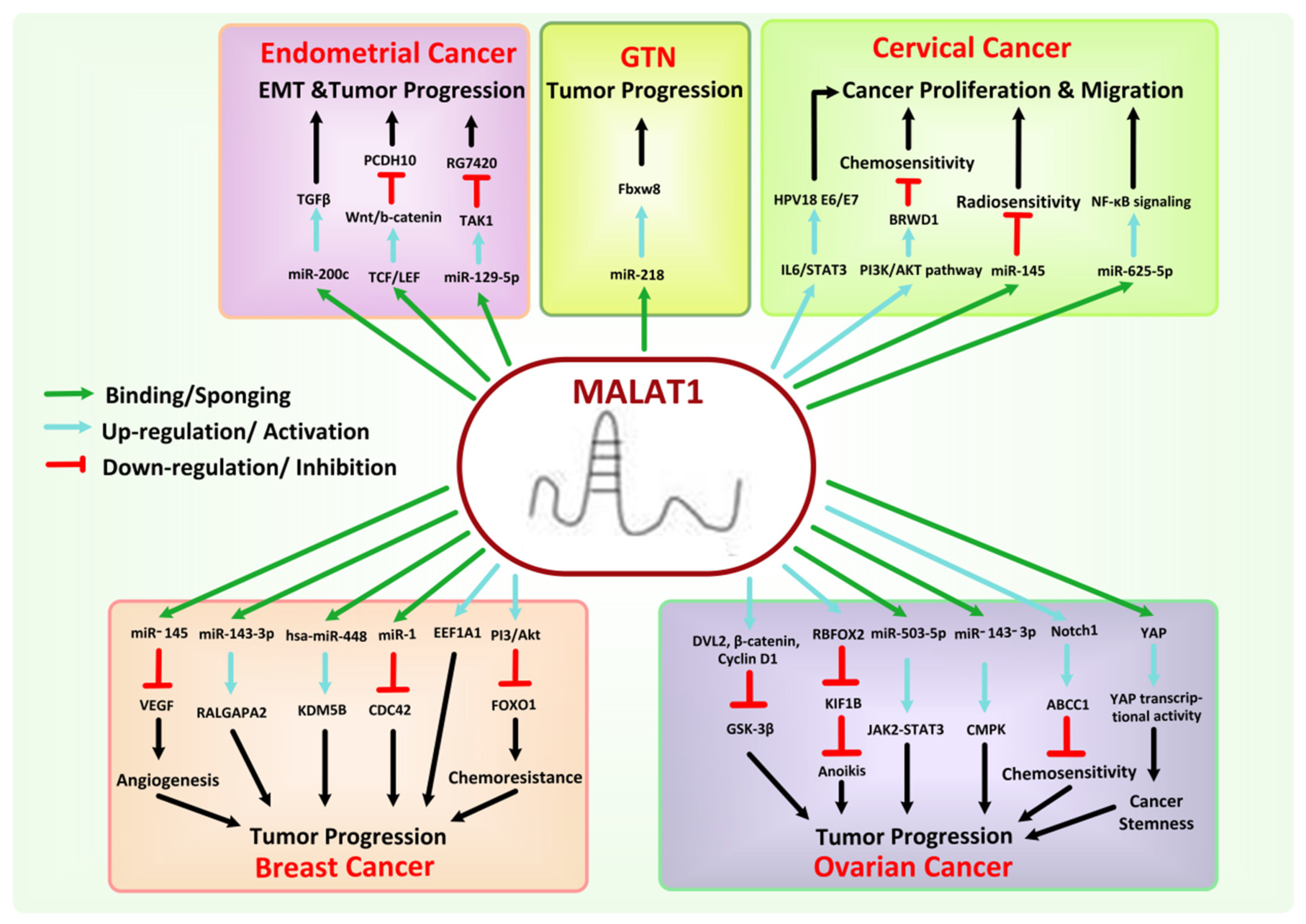 Cancers 13 06102 g007 Cancers 13 06102 g007