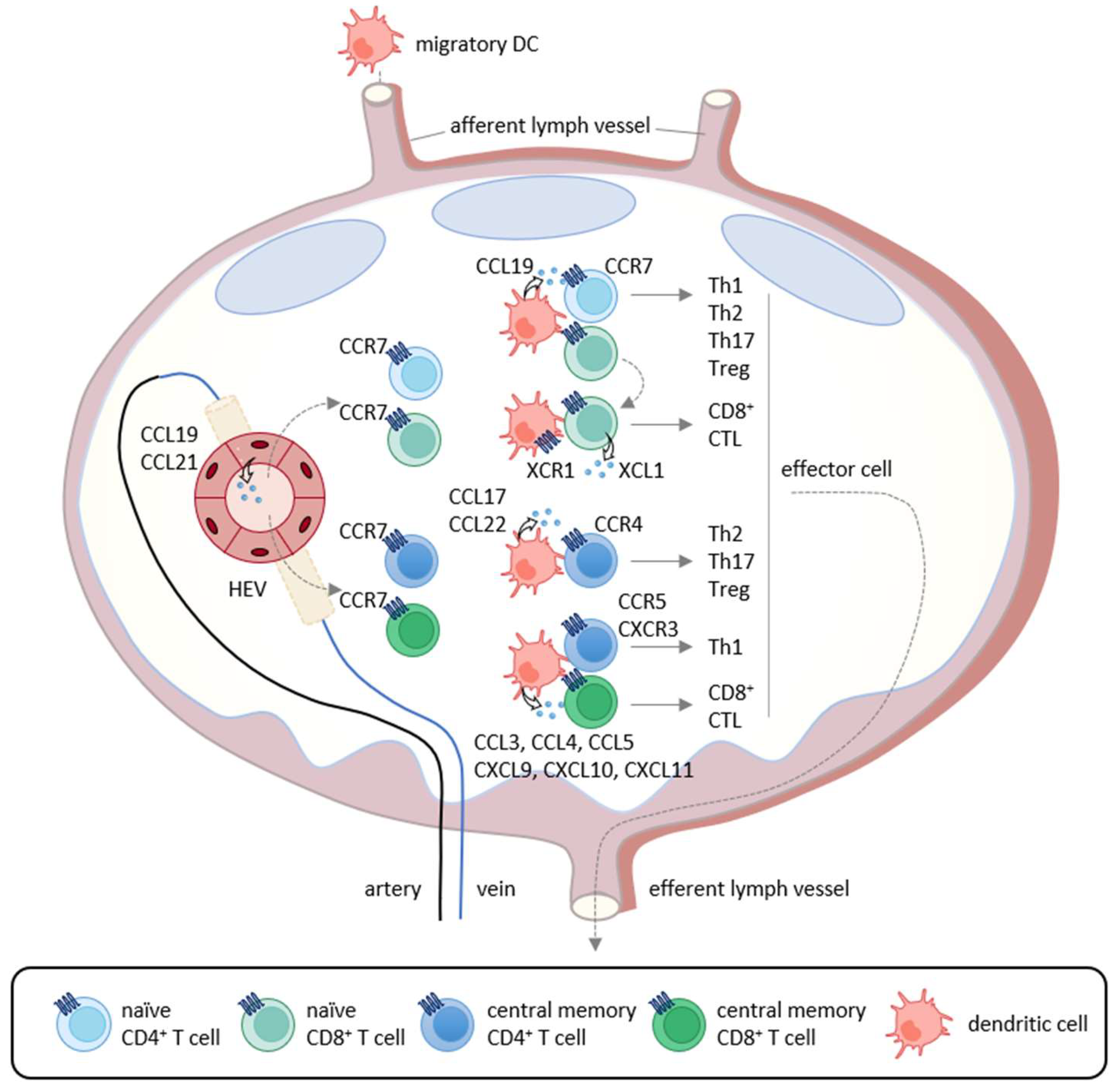 Cancers 13 06132 g001