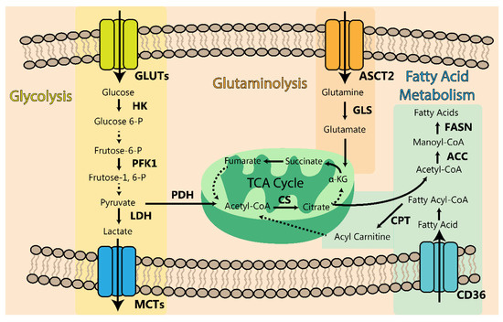 Tumor Microenvironment Features and Chemoresistance in